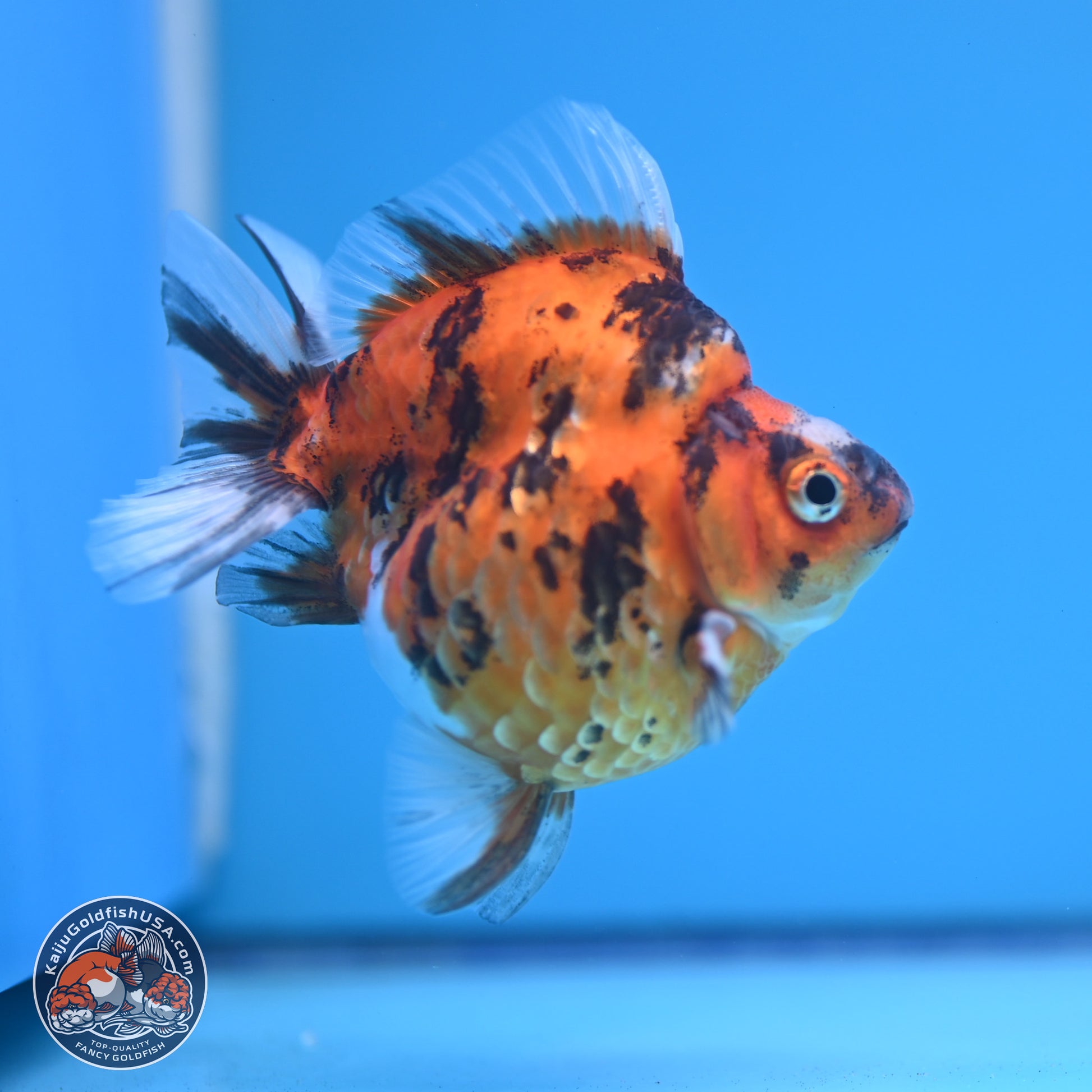 Tricolor Tiger Ryukin 3.5-4 inches (240920_RY02) - Kaiju Goldfish USA