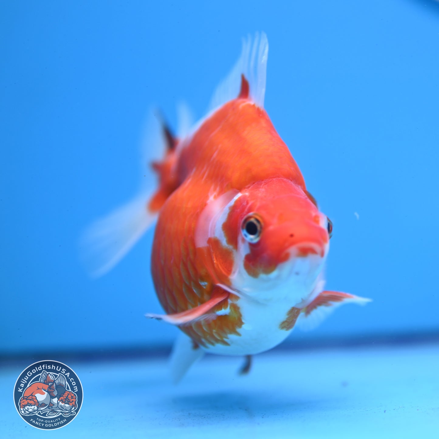 Sakura Ryukin 4-5 inches (240927_RY02) - Kaiju Goldfish USA