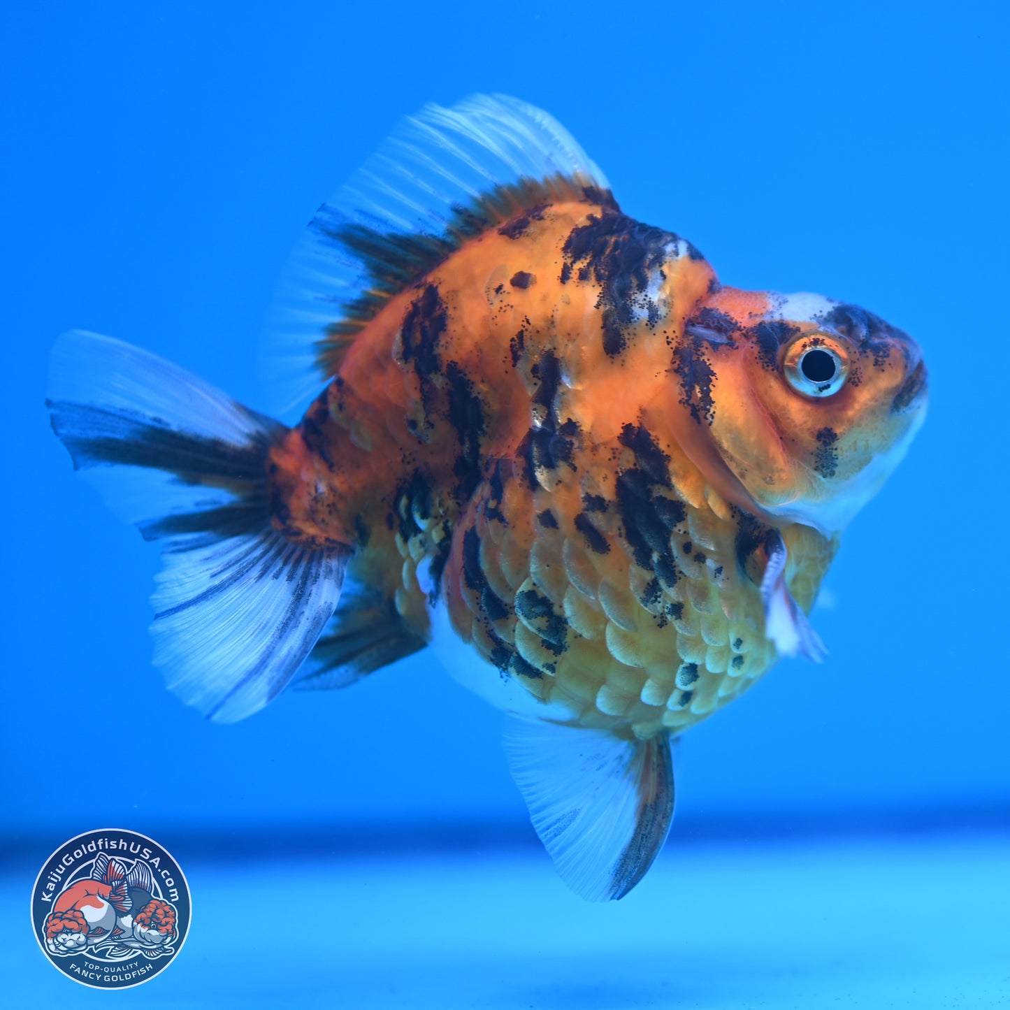 Tricolor Tiger Ryukin 3.5-4 inches (240920_RY02) - Kaiju Goldfish USA