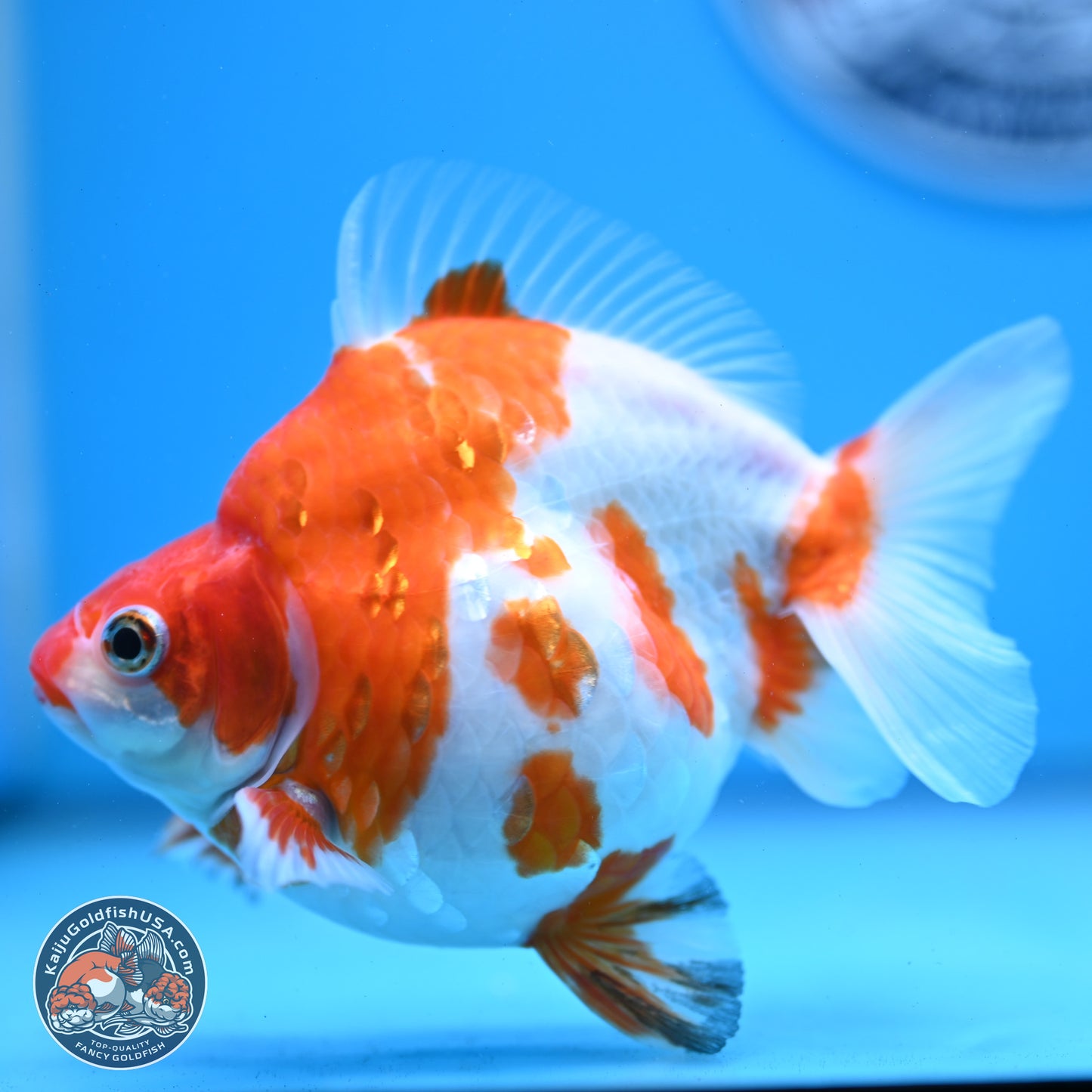 Sakura Ryukin 4-5 inches (240927_RY02) - Kaiju Goldfish USA