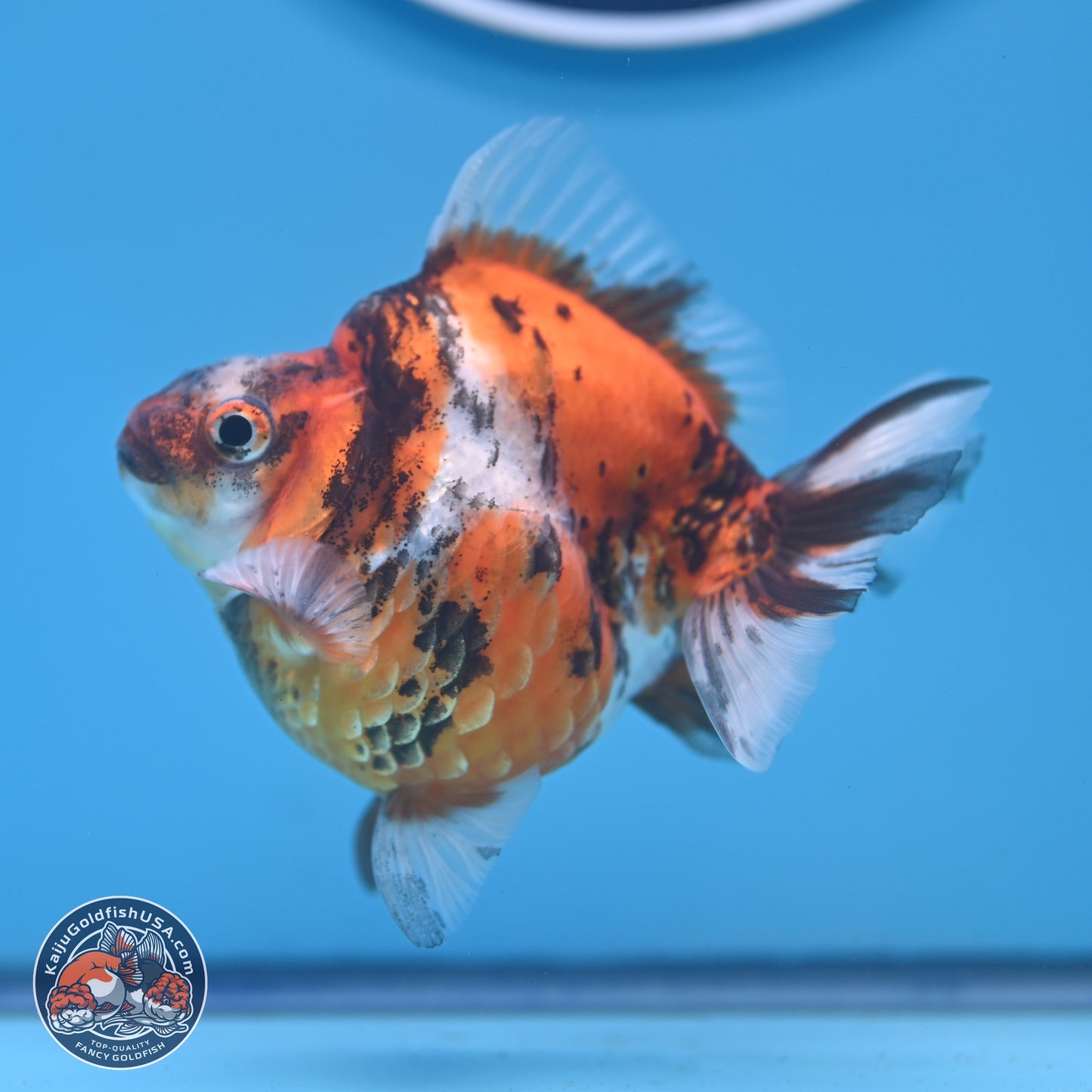 Tricolor Tiger Ryukin 3.5-4 inches (240920_RY02) - Kaiju Goldfish USA