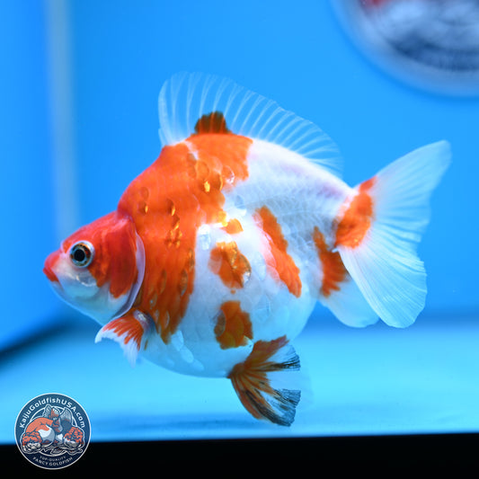 Sakura Ryukin 4-5 inches (240927_RY02) - Kaiju Goldfish USA