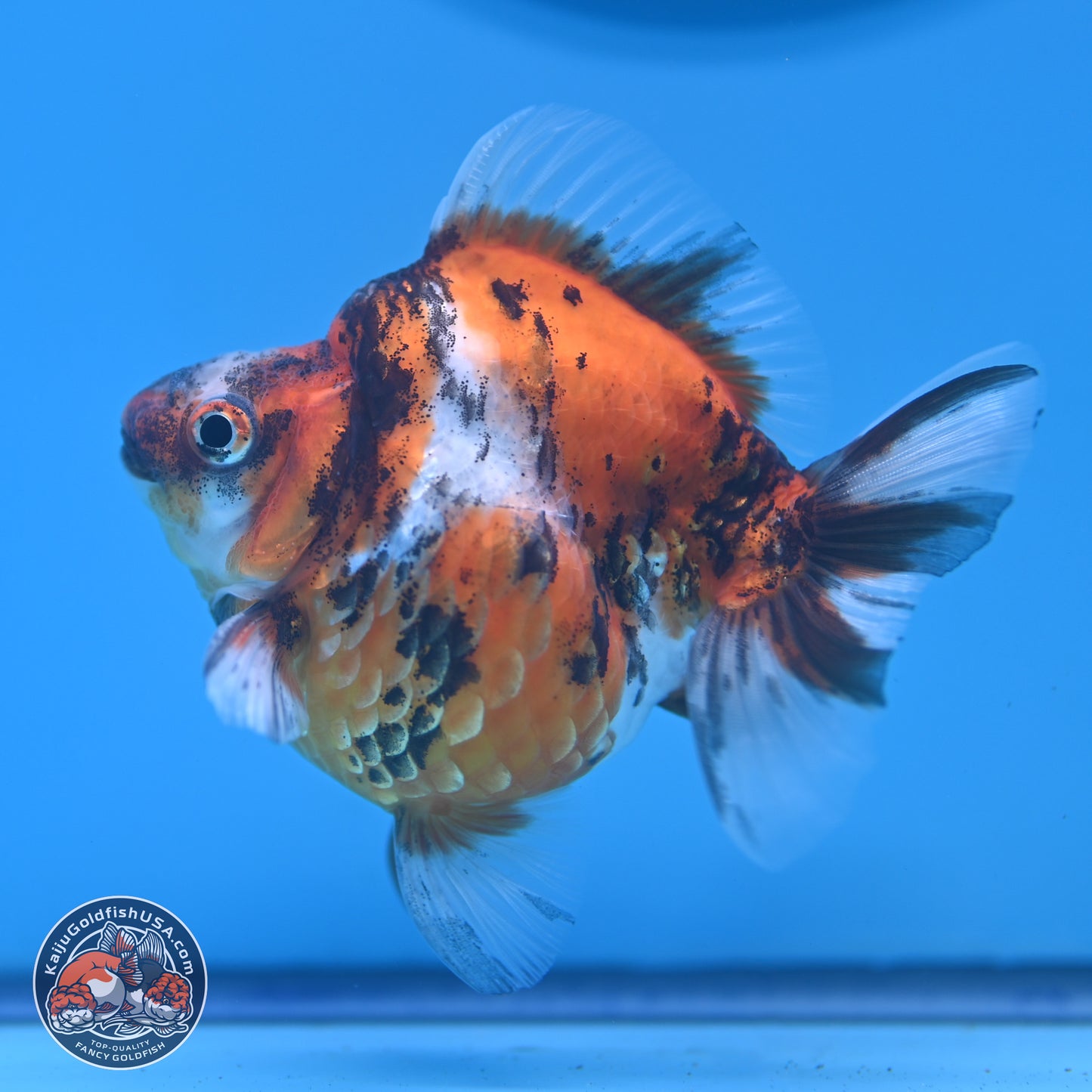 Tricolor Tiger Ryukin 3.5-4 inches (240920_RY02) - Kaiju Goldfish USA