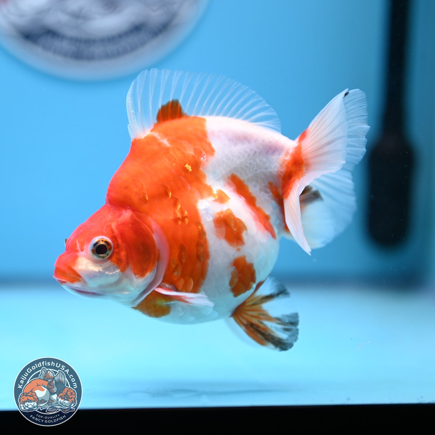 Sakura Ryukin 4-5 inches (240927_RY02) - Kaiju Goldfish USA