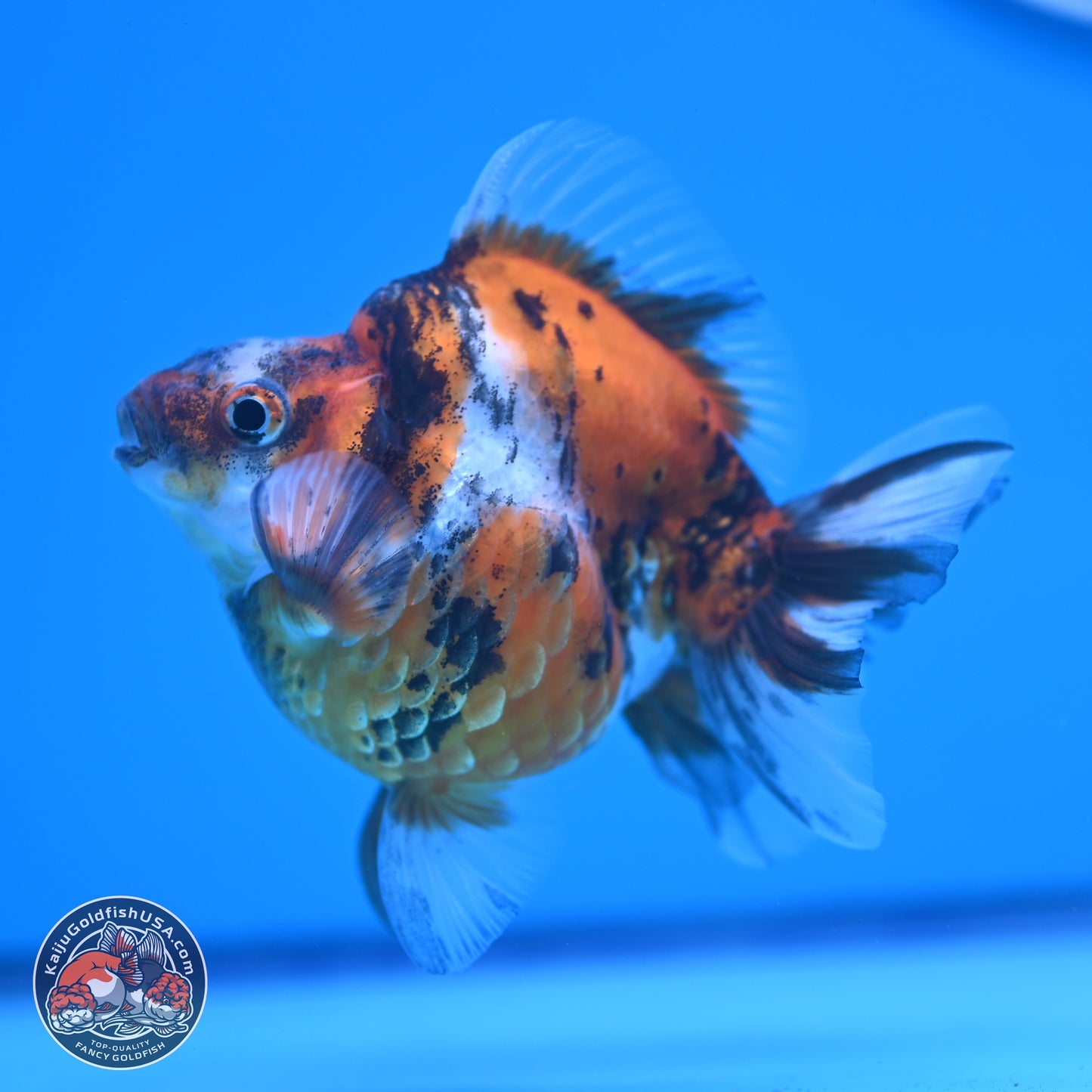 Tricolor Tiger Ryukin 3.5-4 inches (240920_RY02) - Kaiju Goldfish USA