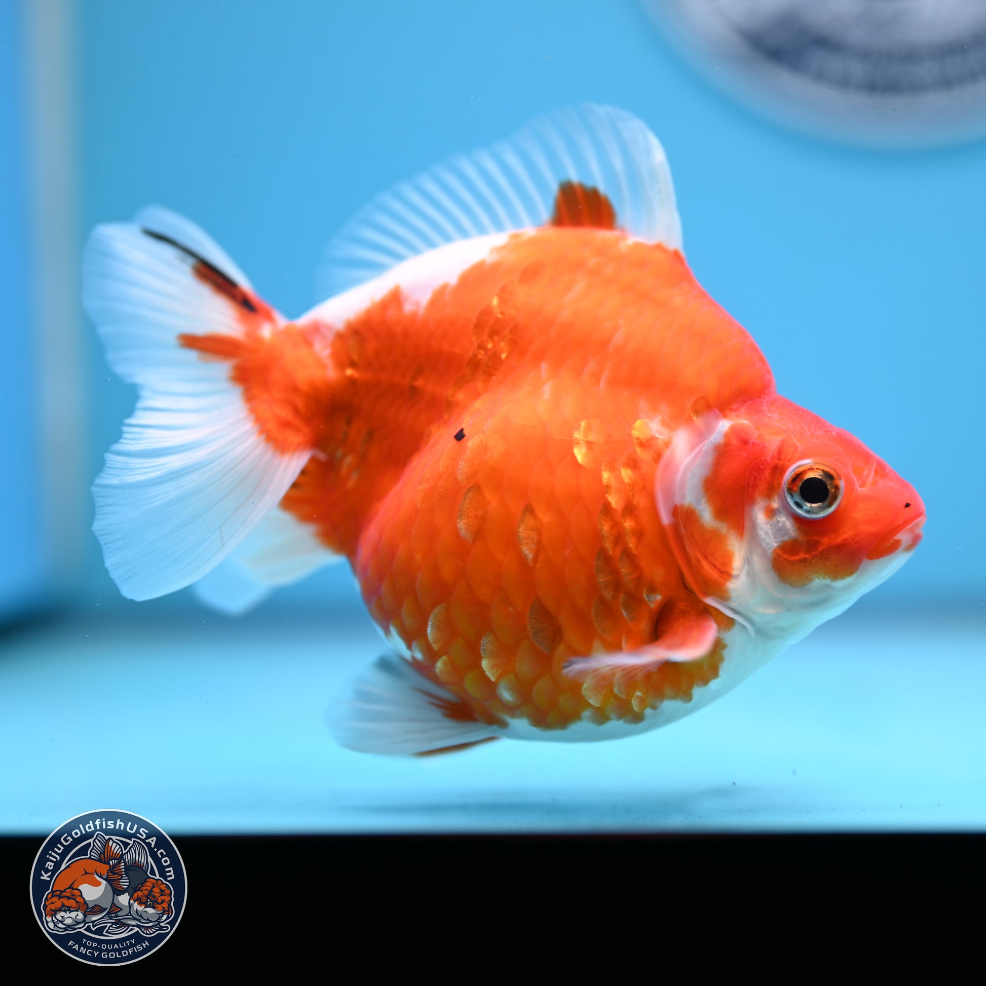 Sakura Ryukin 4-5 inches (240927_RY02) - Kaiju Goldfish USA