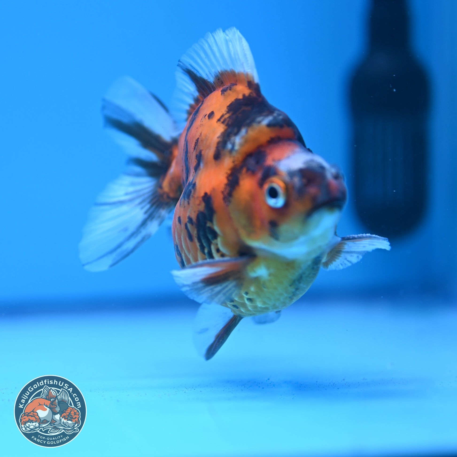 Tricolor Tiger Ryukin 3.5-4 inches (240920_RY02) - Kaiju Goldfish USA