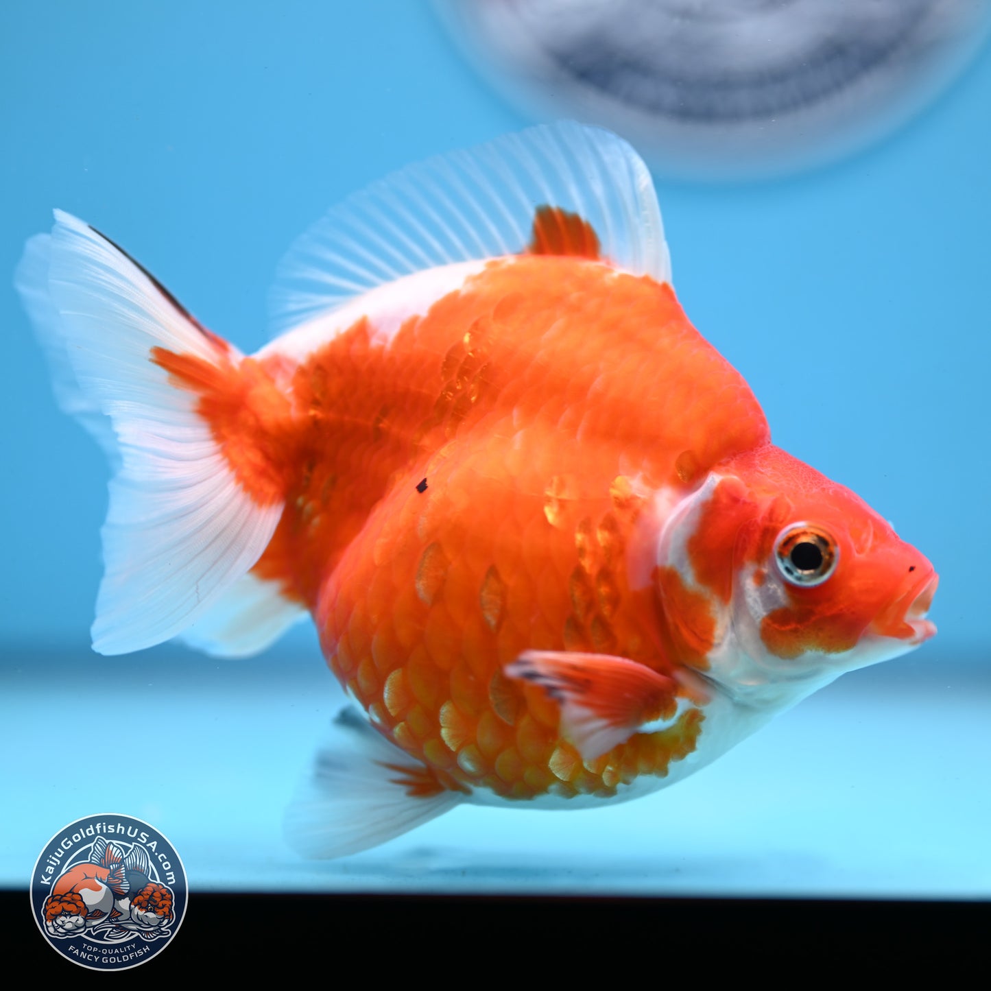 Sakura Ryukin 4-5 inches (240927_RY02) - Kaiju Goldfish USA