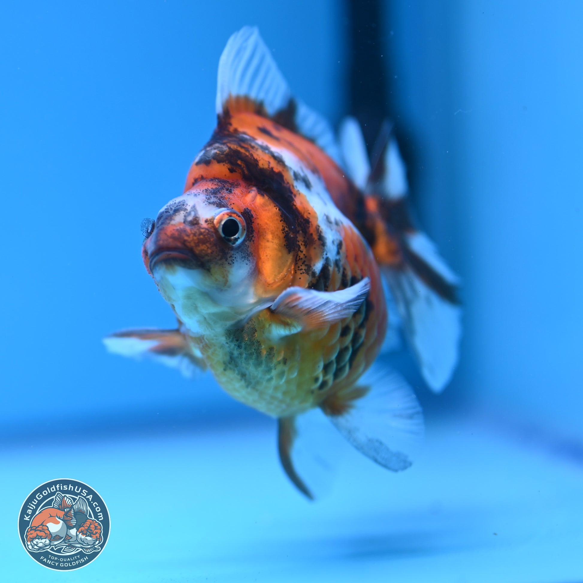 Tricolor Tiger Ryukin 3.5-4 inches (240920_RY02) - Kaiju Goldfish USA