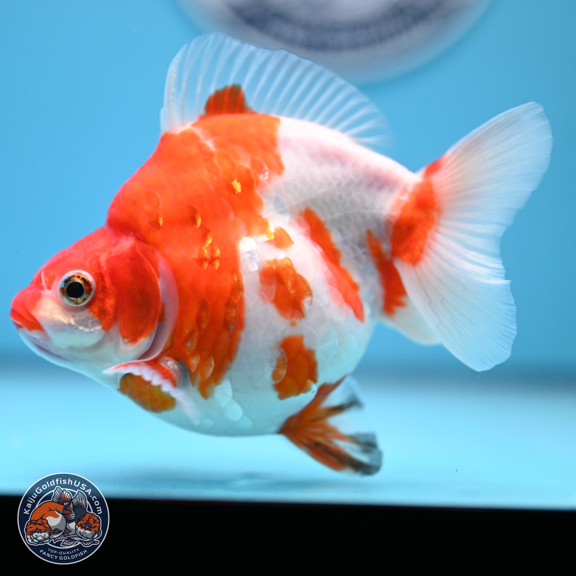 Sakura Ryukin 4-5 inches (240927_RY02) - Kaiju Goldfish USA