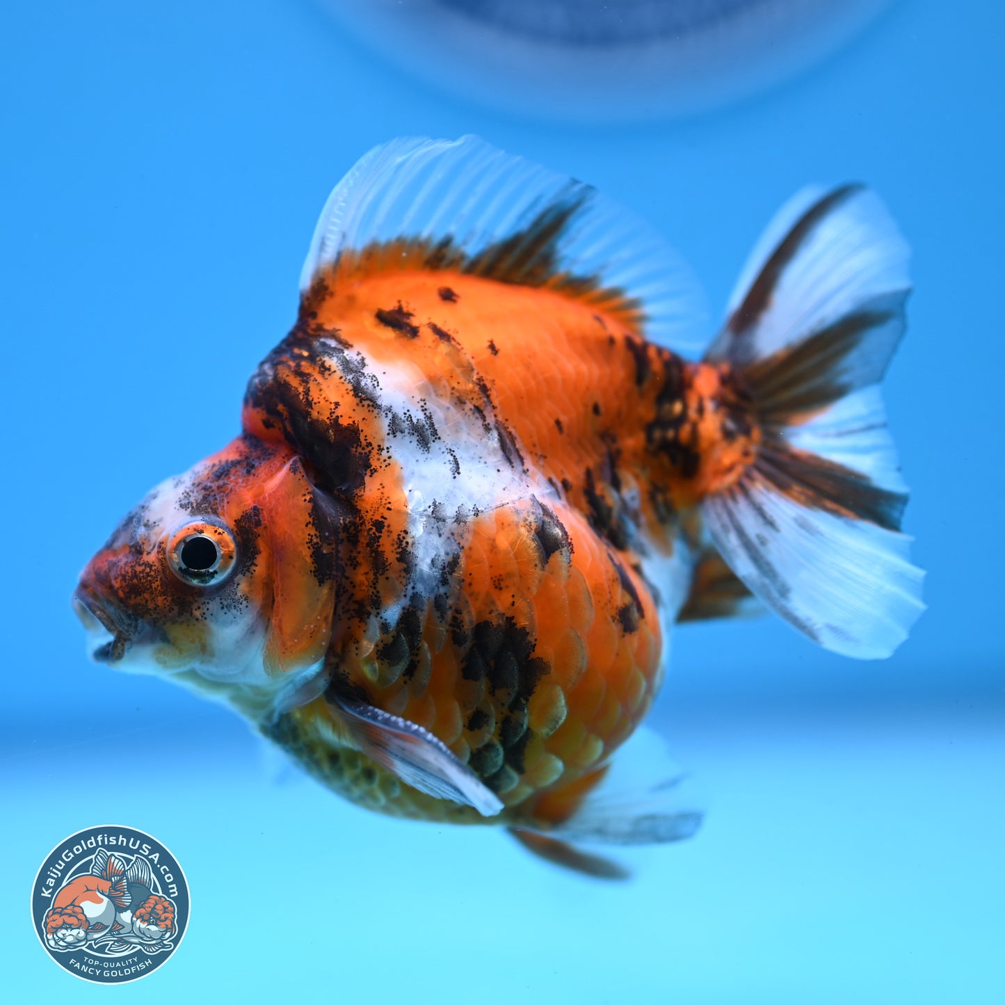 Tricolor Tiger Ryukin 3.5-4 inches (240920_RY02) - Kaiju Goldfish USA