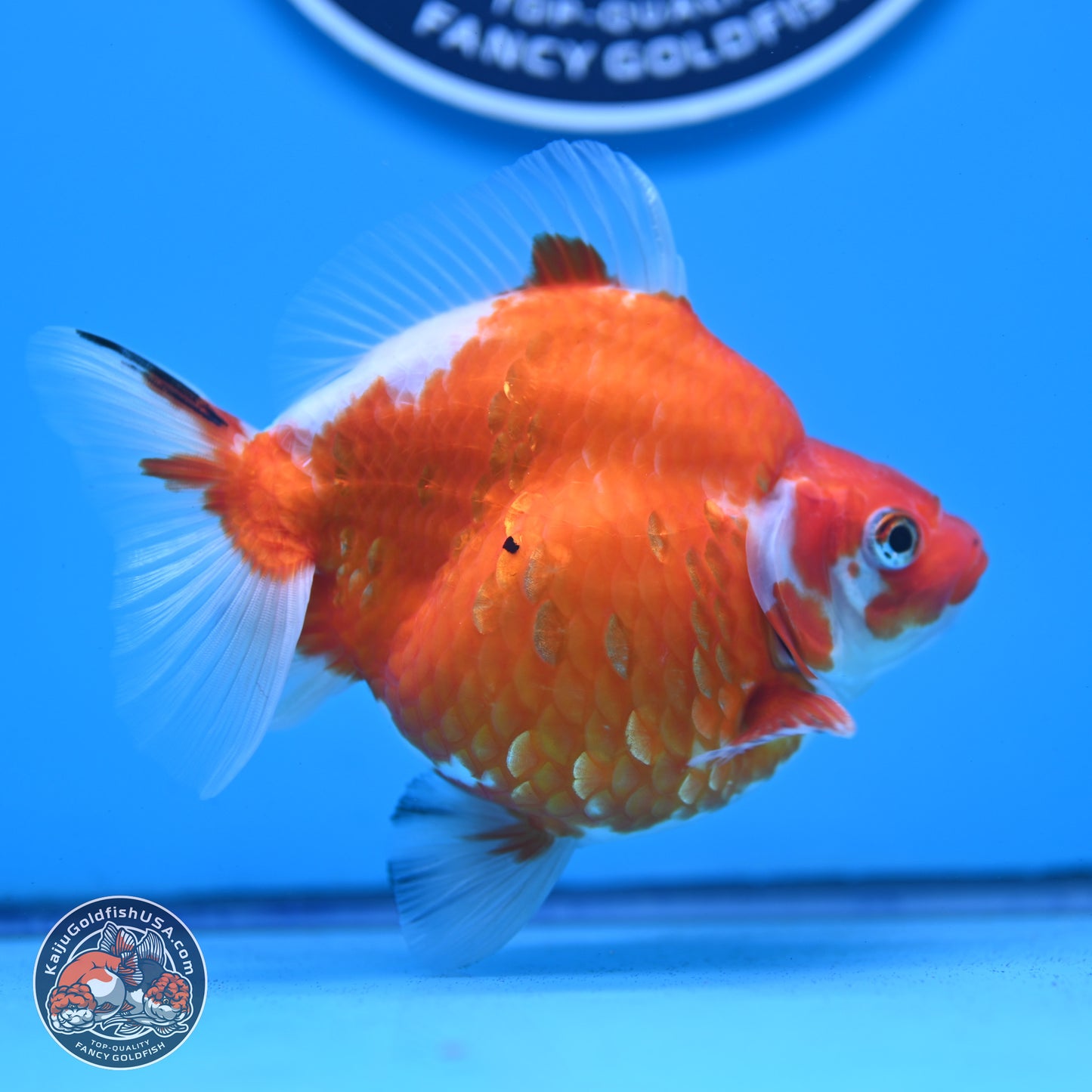 Sakura Ryukin 4-5 inches (240927_RY02) - Kaiju Goldfish USA