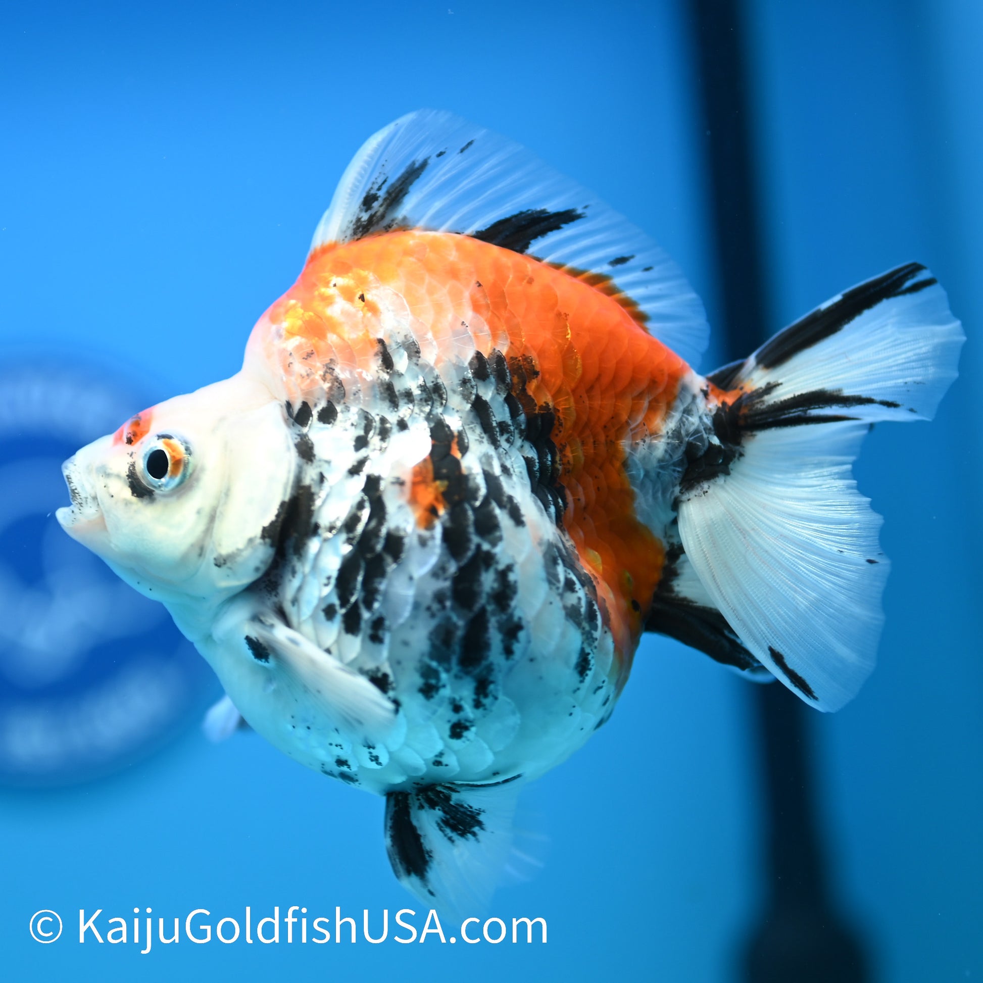 Jumbo Calico Wide Tail Ryukin 5-5.5 inches (240329_RY02) - Kaiju Goldfish USA