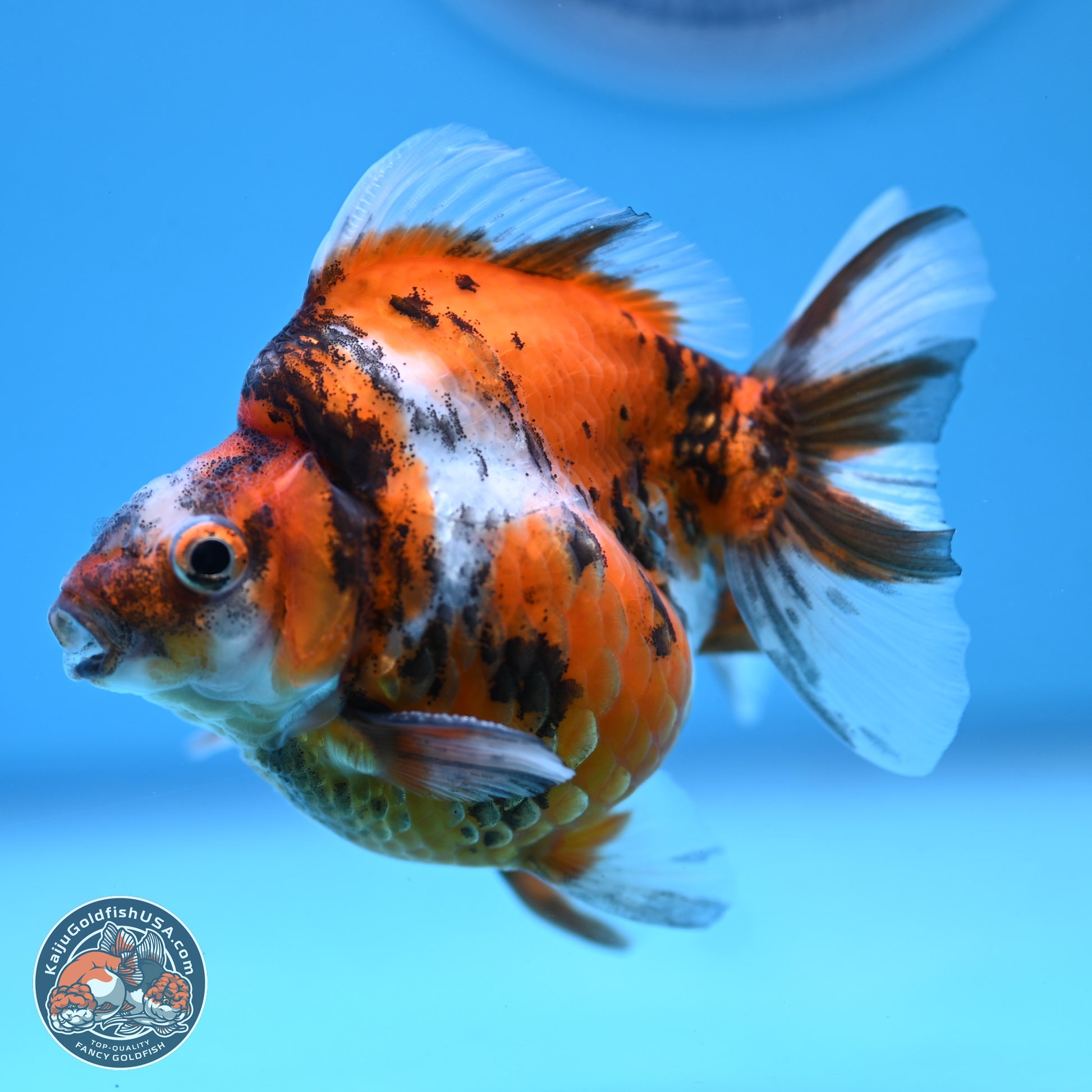 Tricolor Tiger Ryukin 3.5-4 inches (240920_RY02) - Kaiju Goldfish USA