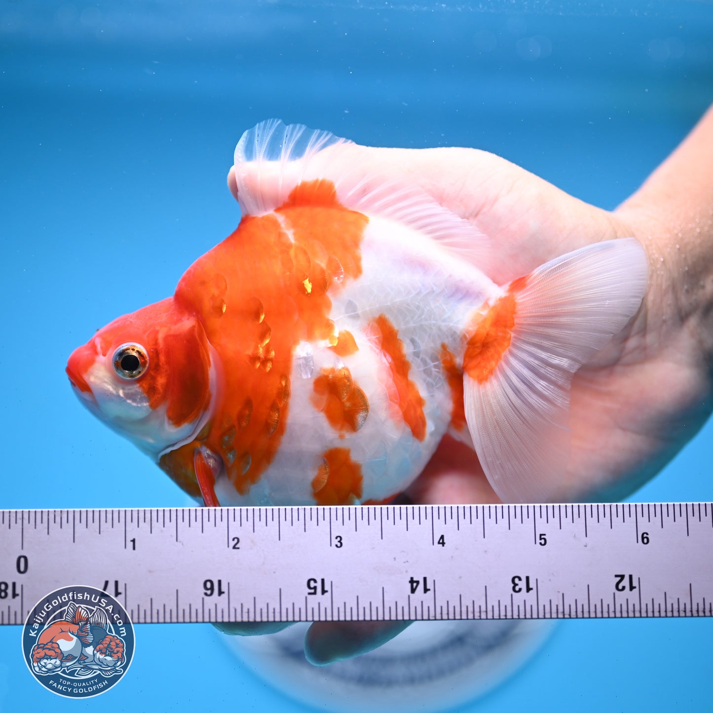 Sakura Ryukin 4-5 inches (240927_RY02) - Kaiju Goldfish USA