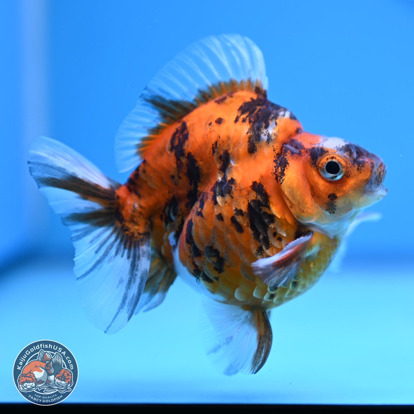 Tricolor Tiger Ryukin 3.5-4 inches (240920_RY02) - Kaiju Goldfish USA