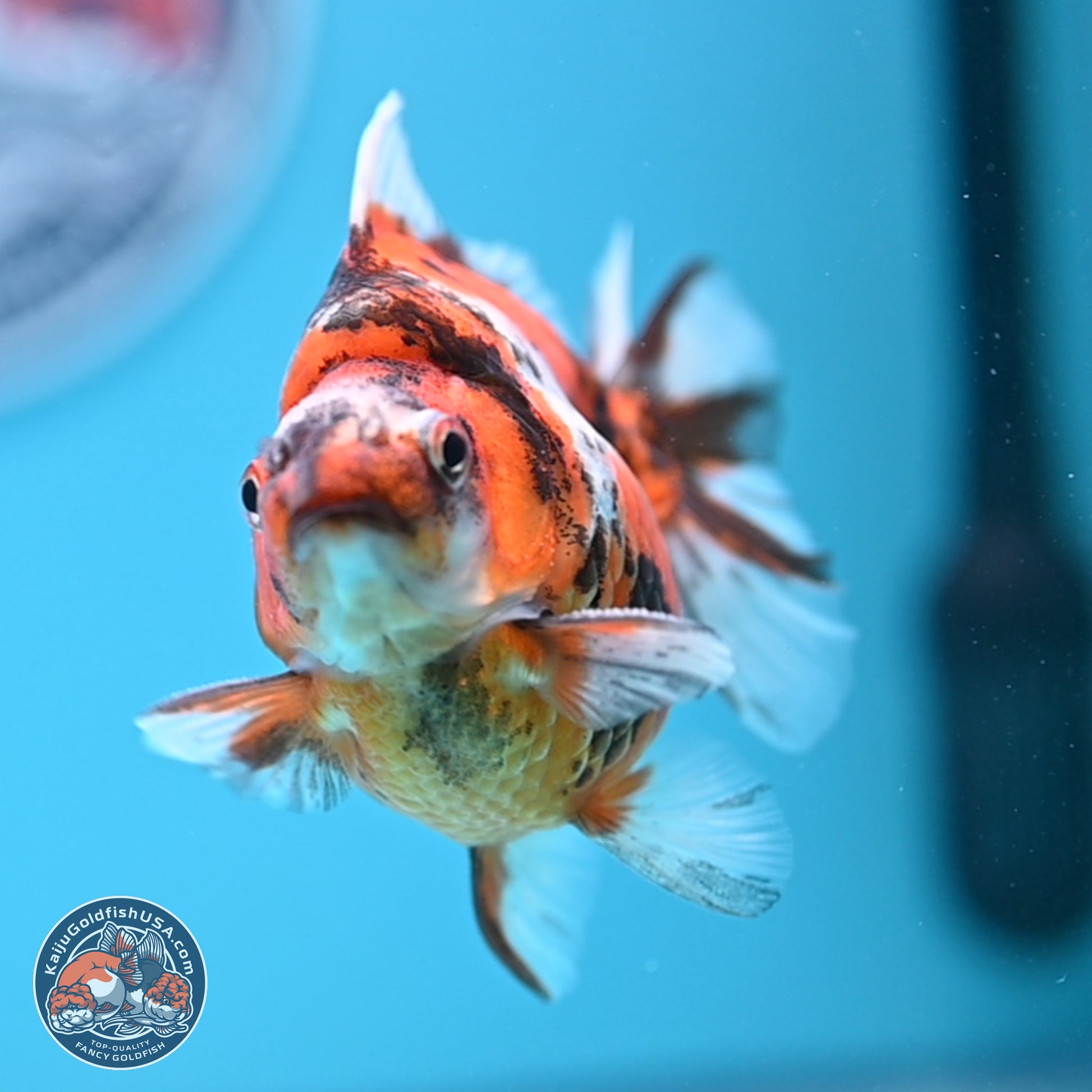 Tricolor Tiger Ryukin 3.5-4 inches (240920_RY02) - Kaiju Goldfish USA