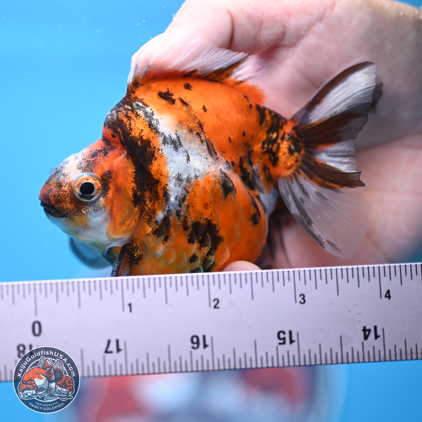 Tricolor Tiger Ryukin 3.5-4 inches (240920_RY02) - Kaiju Goldfish USA