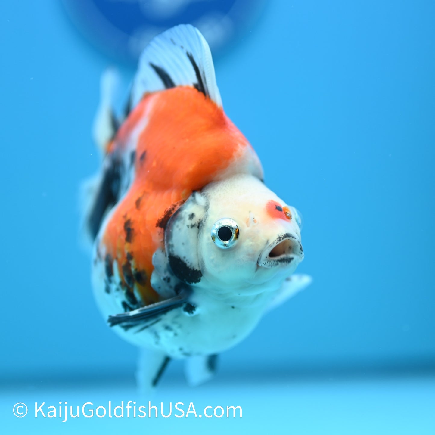 Jumbo Calico Wide Tail Ryukin 5-5.5 inches (240329_RY02) - Kaiju Goldfish USA