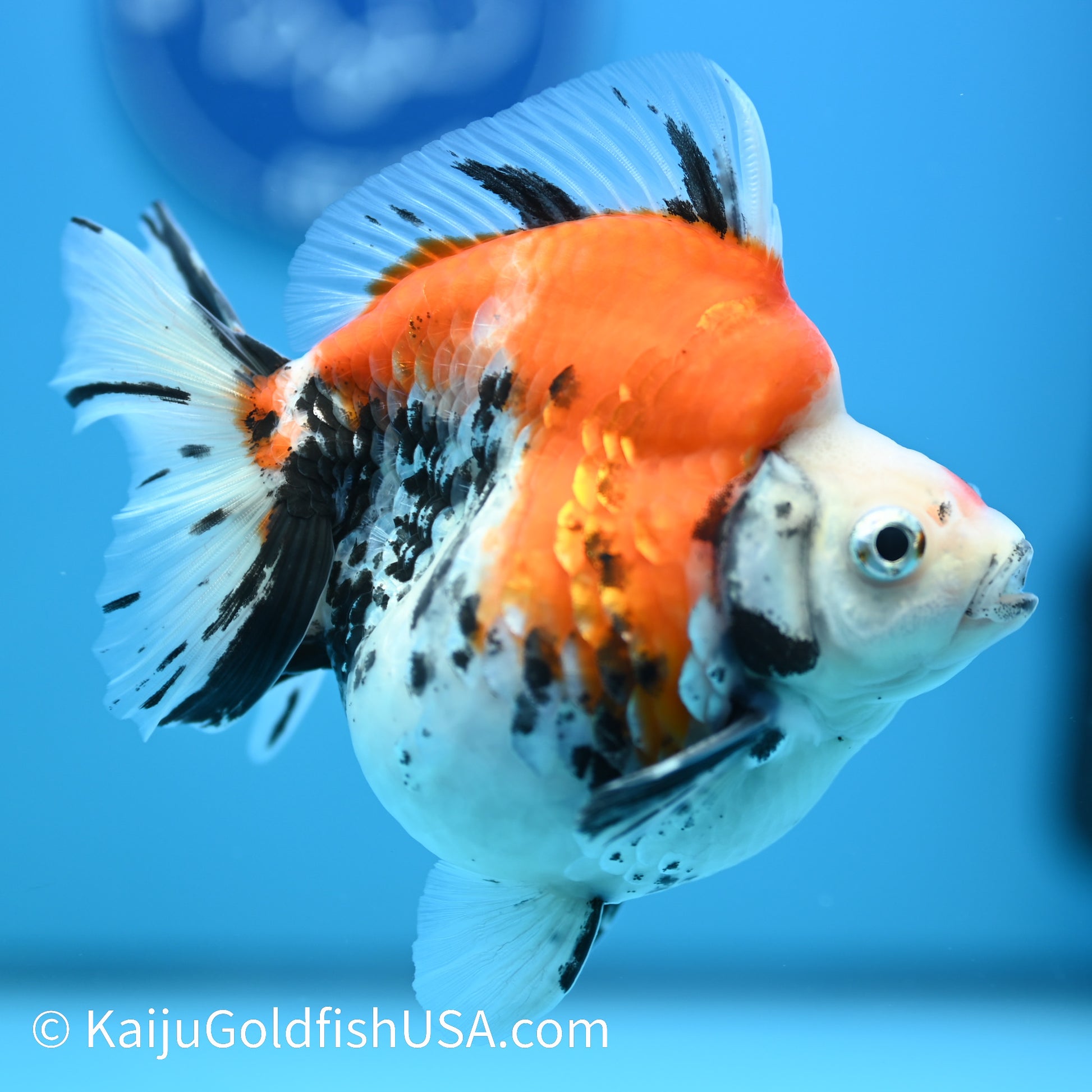 Jumbo Calico Wide Tail Ryukin 5-5.5 inches (240329_RY02) - Kaiju Goldfish USA