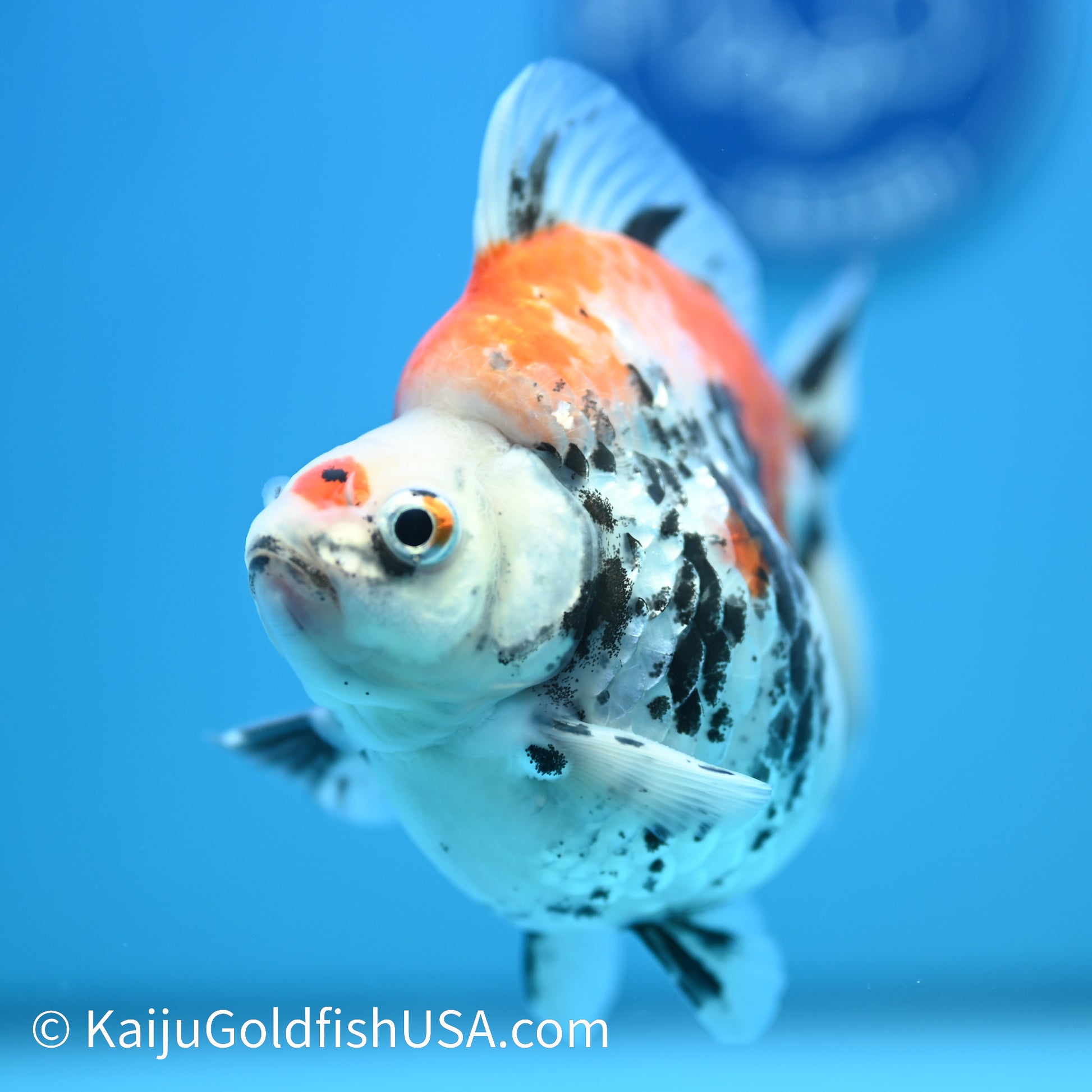 Jumbo Calico Wide Tail Ryukin 5-5.5 inches (240329_RY02) - Kaiju Goldfish USA