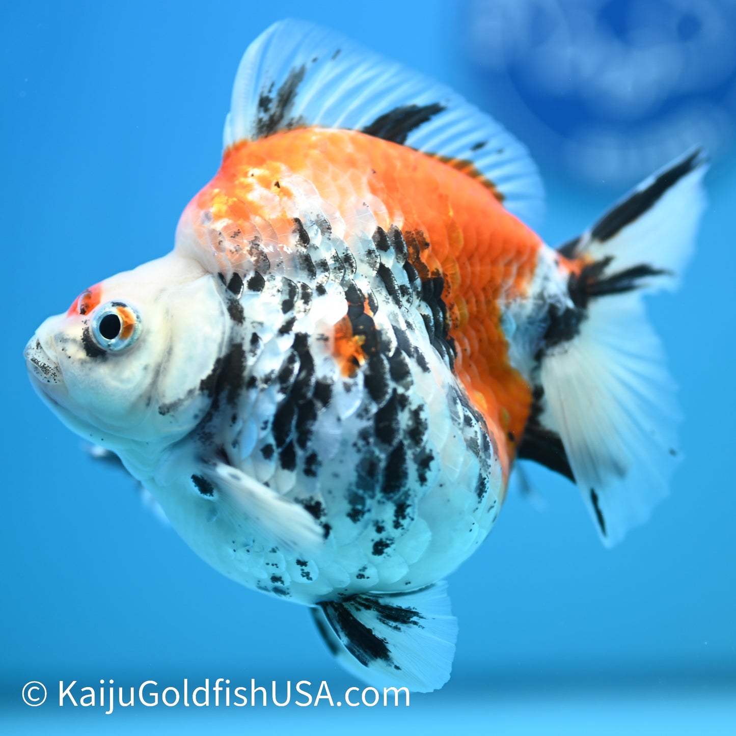 Jumbo Calico Wide Tail Ryukin 5-5.5 inches (240329_RY02) - Kaiju Goldfish USA