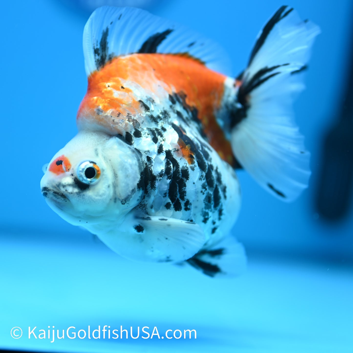 Jumbo Calico Wide Tail Ryukin 5-5.5 inches (240329_RY02) - Kaiju Goldfish USA