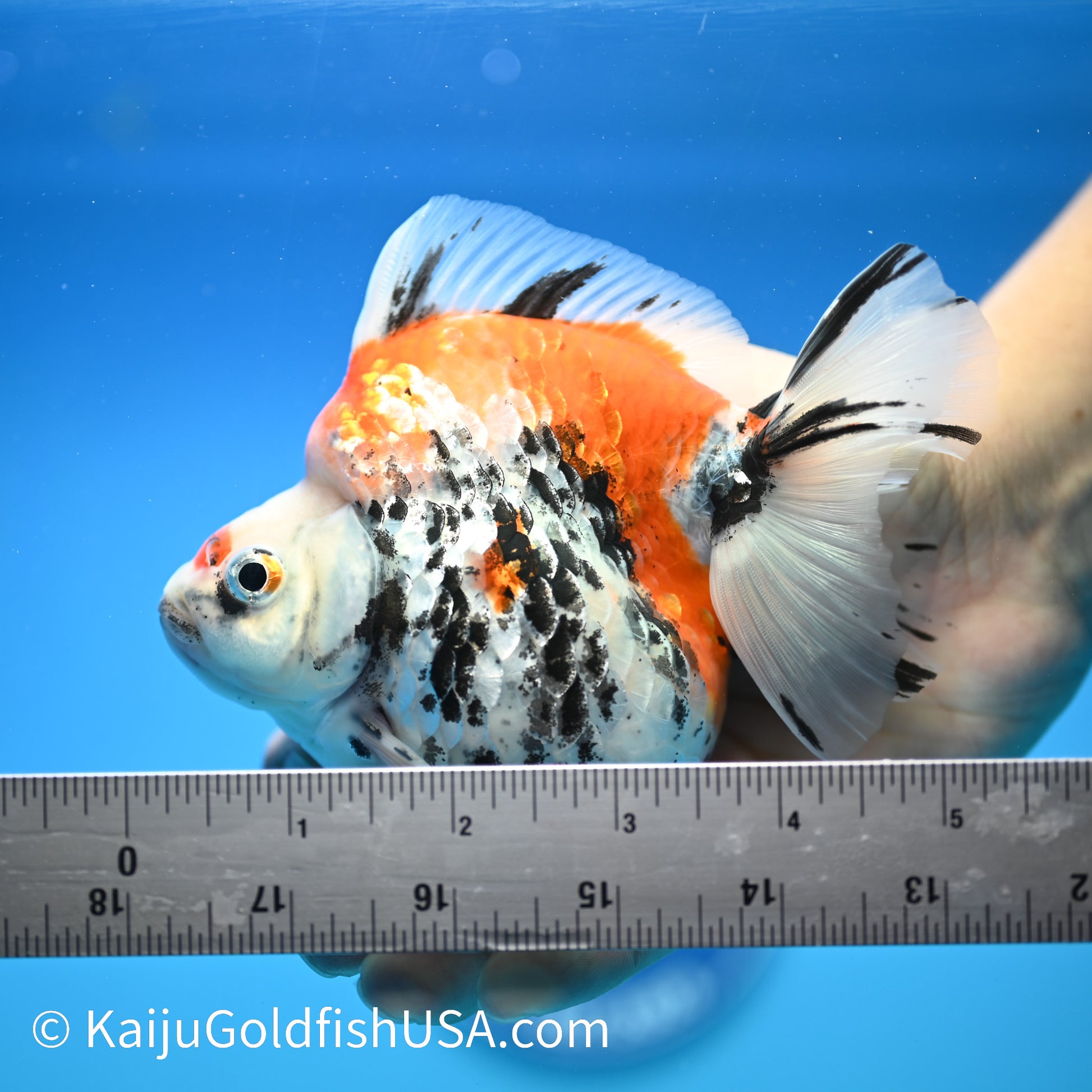 Jumbo Calico Wide Tail Ryukin 5-5.5 inches (240329_RY02) - Kaiju Goldfish USA