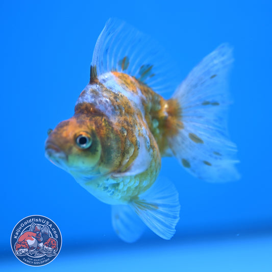 Calico Long Tail Ryukin 3 inches Body (250606_RY03)