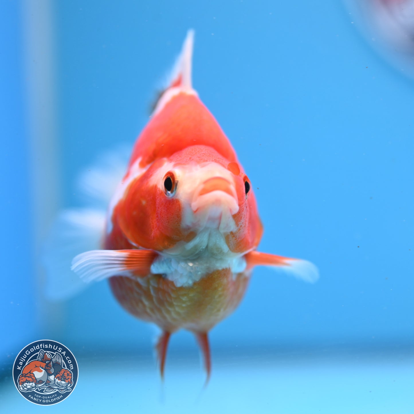 Red White Ryukin 3.5in Body (240823_RY03) - Kaiju Goldfish USA