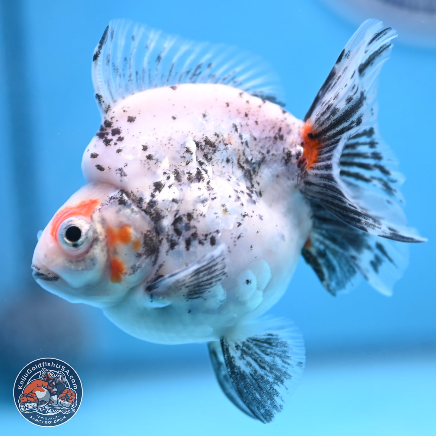 Calico Ryukin 3.5 inches Body - Female (250103_RY03) - Kaiju Goldfish USA