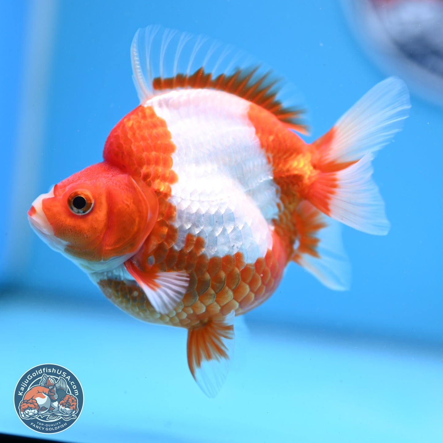 Red White Ryukin 3.5in Body (240823_RY03) - Kaiju Goldfish USA