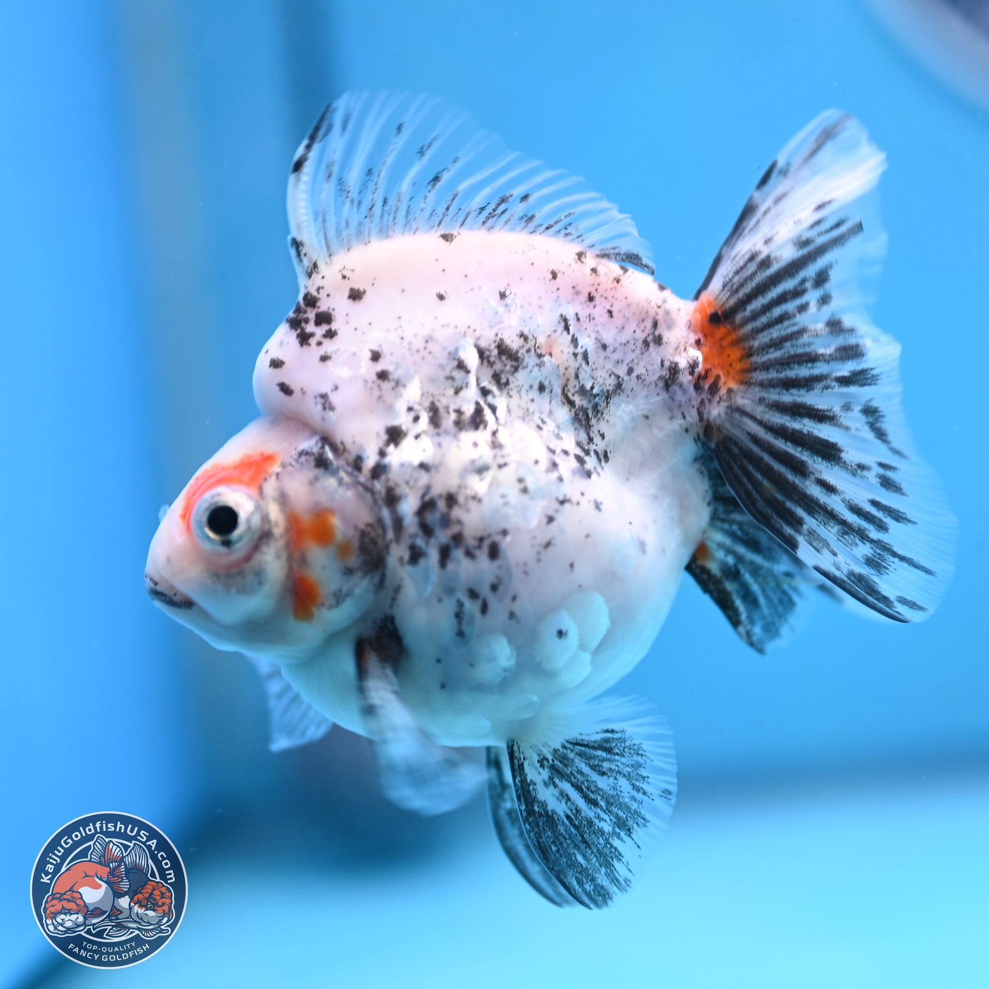 Calico Ryukin 3.5 inches Body - Female (250103_RY03) - Kaiju Goldfish USA