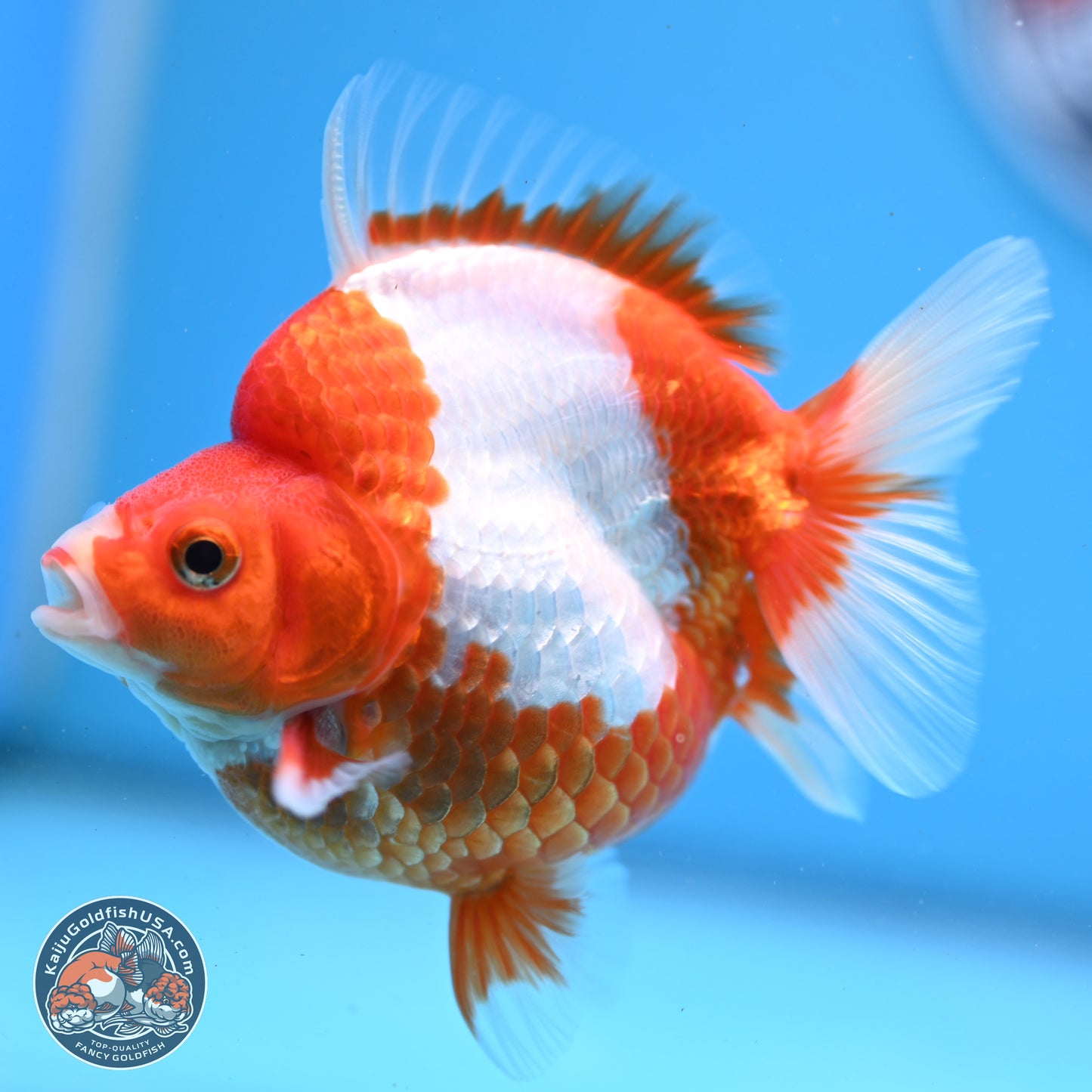 Red White Ryukin 3.5in Body (240823_RY03) - Kaiju Goldfish USA