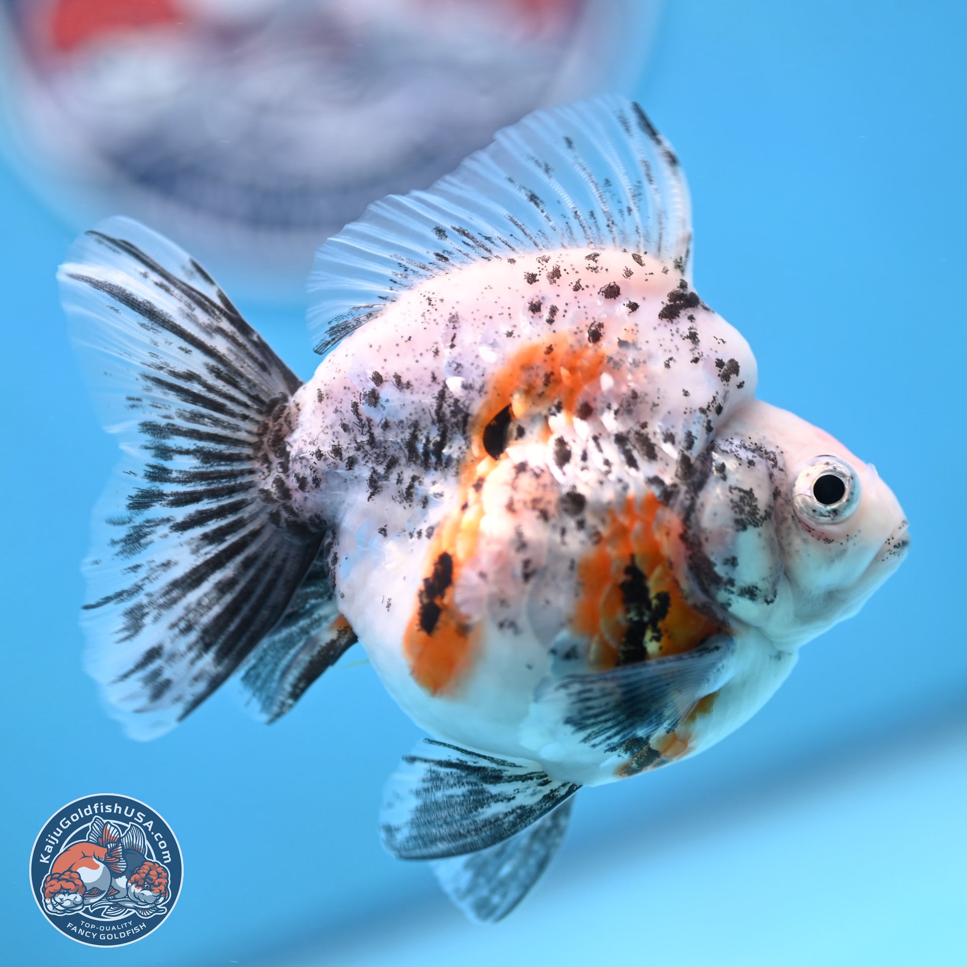 Calico Ryukin 3.5 inches Body - Female (250103_RY03) - Kaiju Goldfish USA