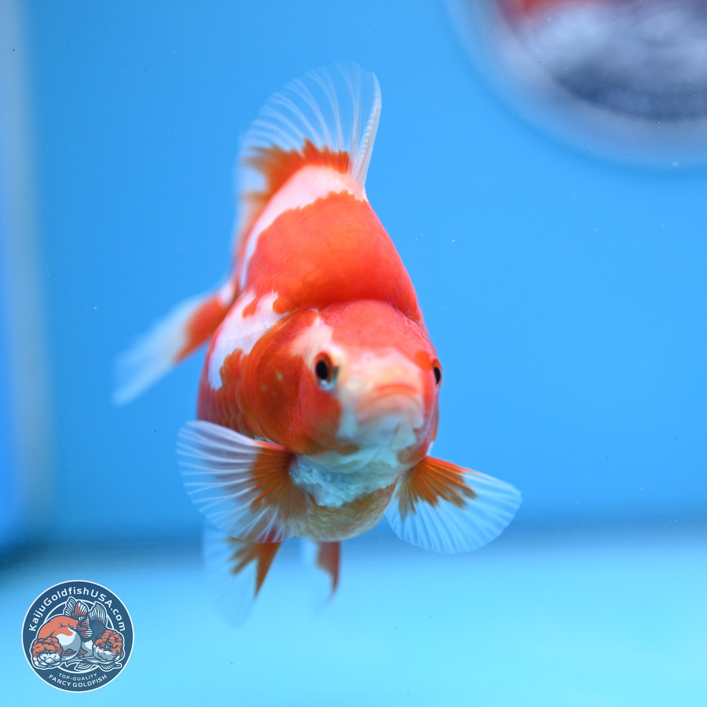 Red White Ryukin 3.5in Body (240823_RY03) - Kaiju Goldfish USA