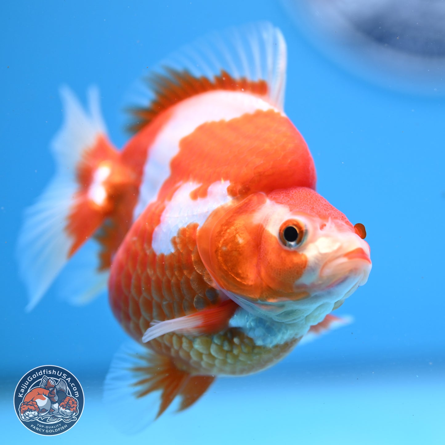 Red White Ryukin 3.5in Body (240823_RY03) - Kaiju Goldfish USA