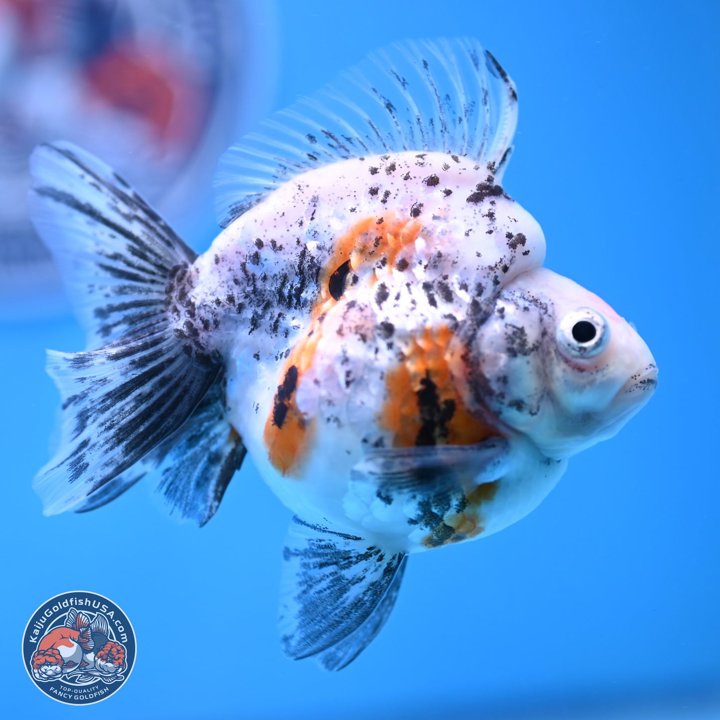 Calico Ryukin 3.5 inches Body - Female (250103_RY03) - Kaiju Goldfish USA