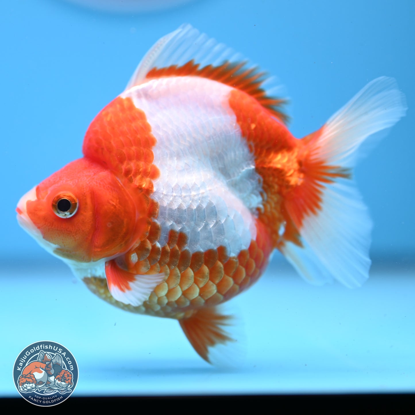 Red White Ryukin 3.5in Body (240823_RY03) - Kaiju Goldfish USA