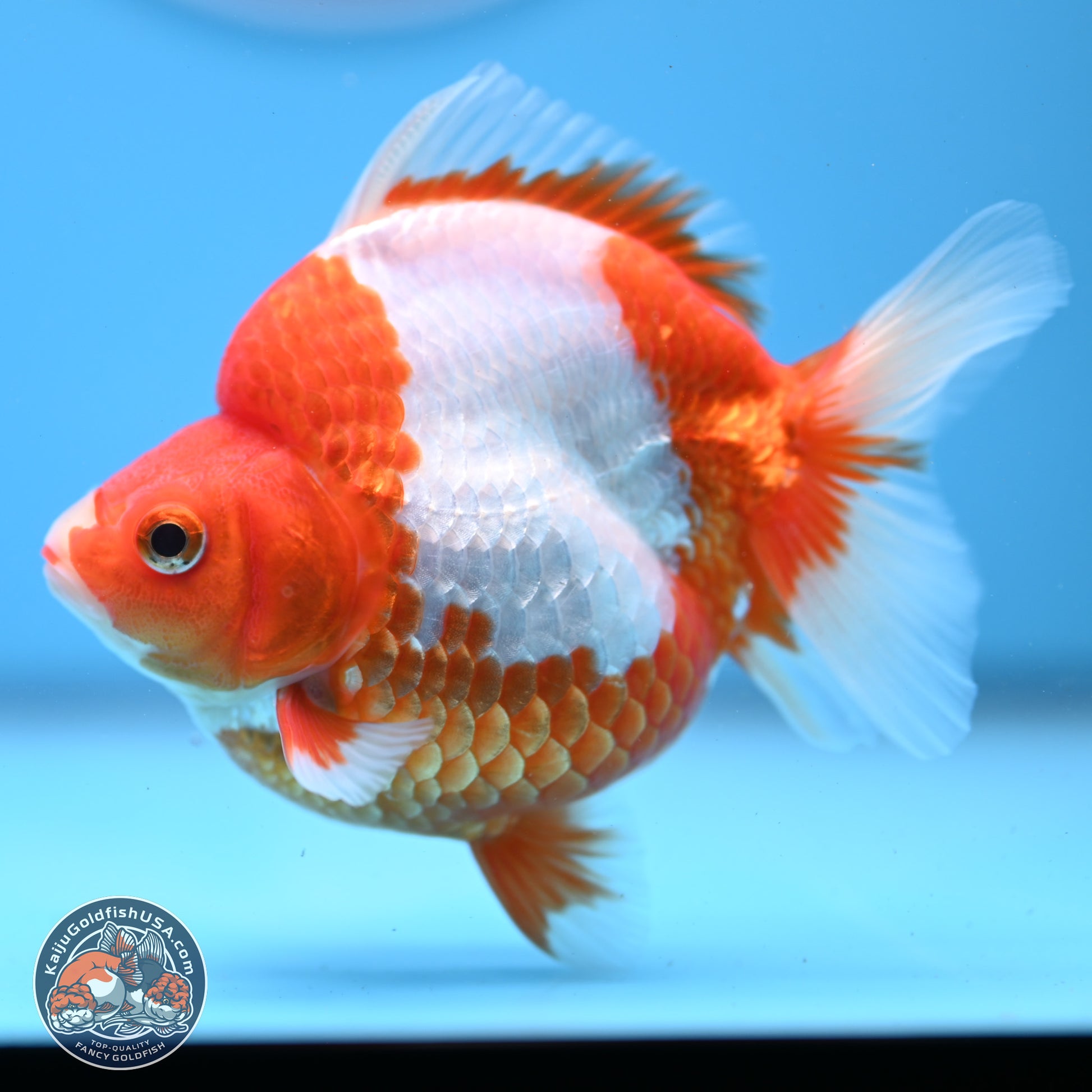 Red White Ryukin 3.5in Body (240823_RY03) - Kaiju Goldfish USA