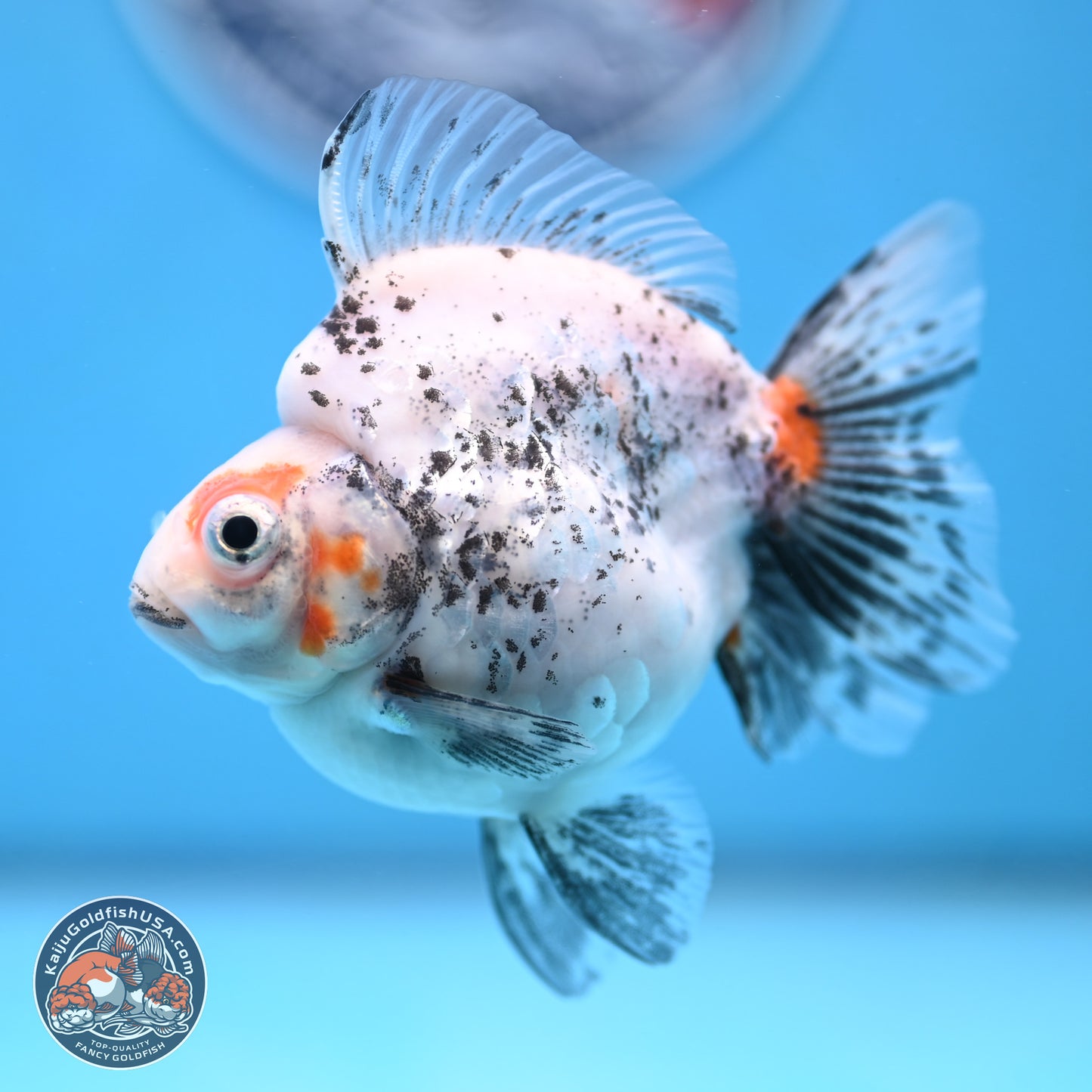 Calico Ryukin 3.5 inches Body - Female (250103_RY03) - Kaiju Goldfish USA