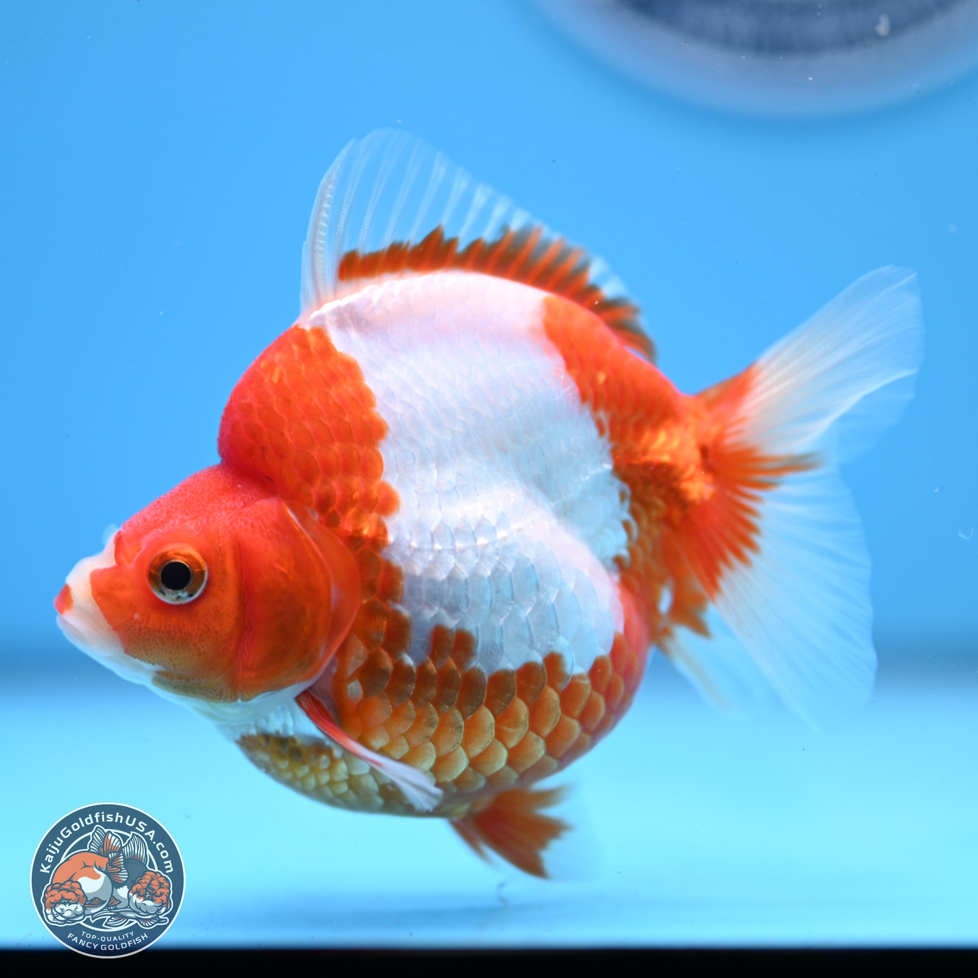 Red White Ryukin 3.5in Body (240823_RY03) - Kaiju Goldfish USA