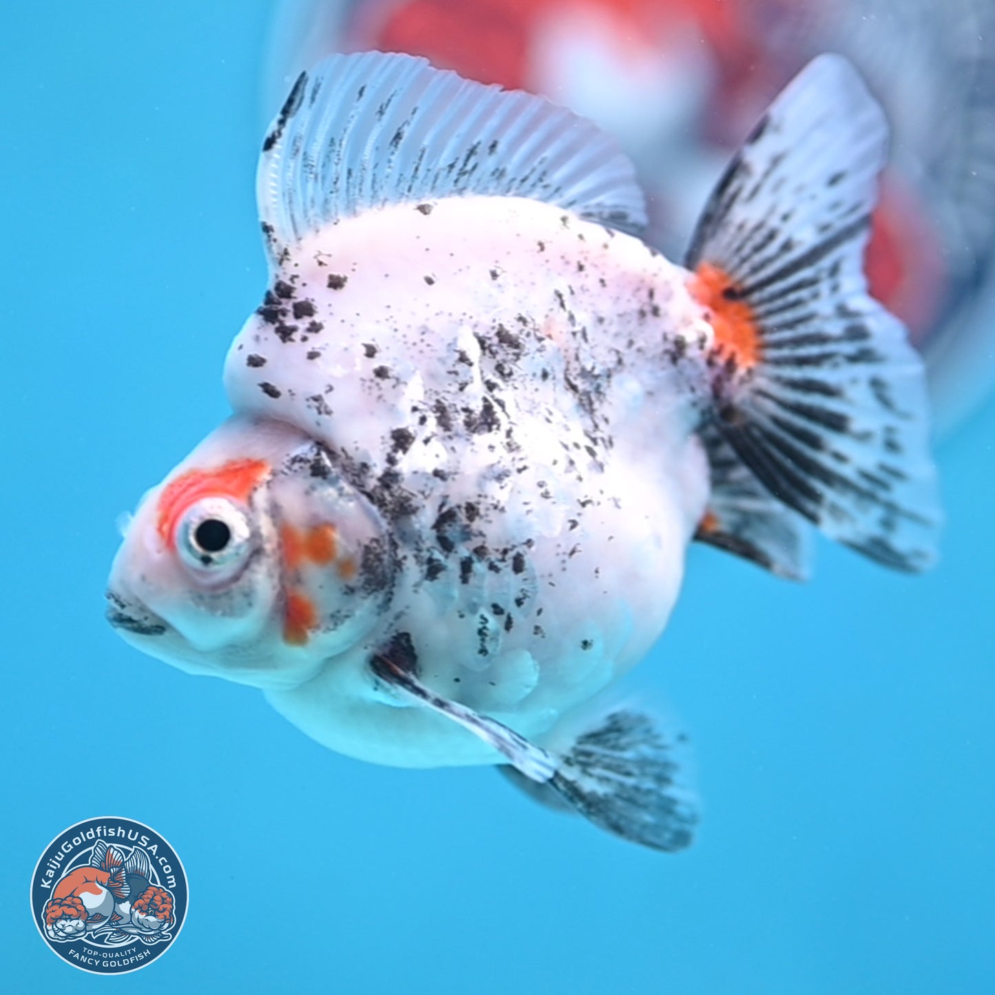 Calico Ryukin 3.5 inches Body - Female (250103_RY03) - Kaiju Goldfish USA