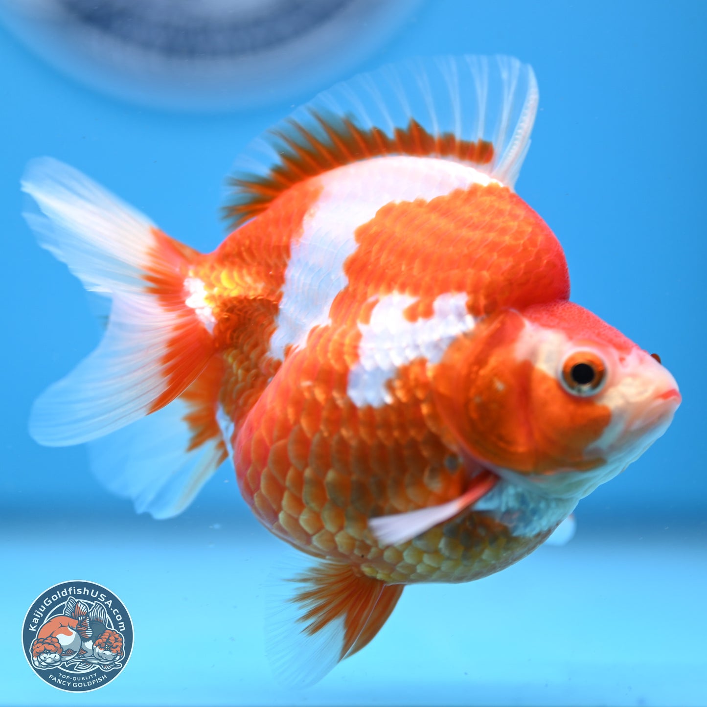 Red White Ryukin 3.5in Body (240823_RY03) - Kaiju Goldfish USA