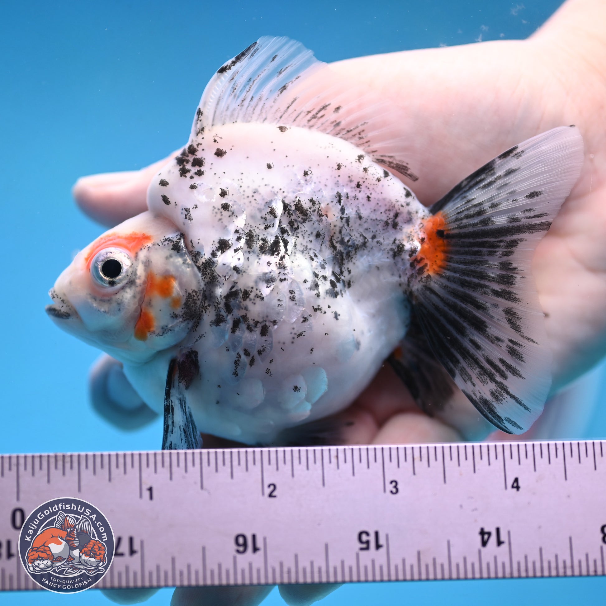 Calico Ryukin 3.5 inches Body - Female (250103_RY03) - Kaiju Goldfish USA