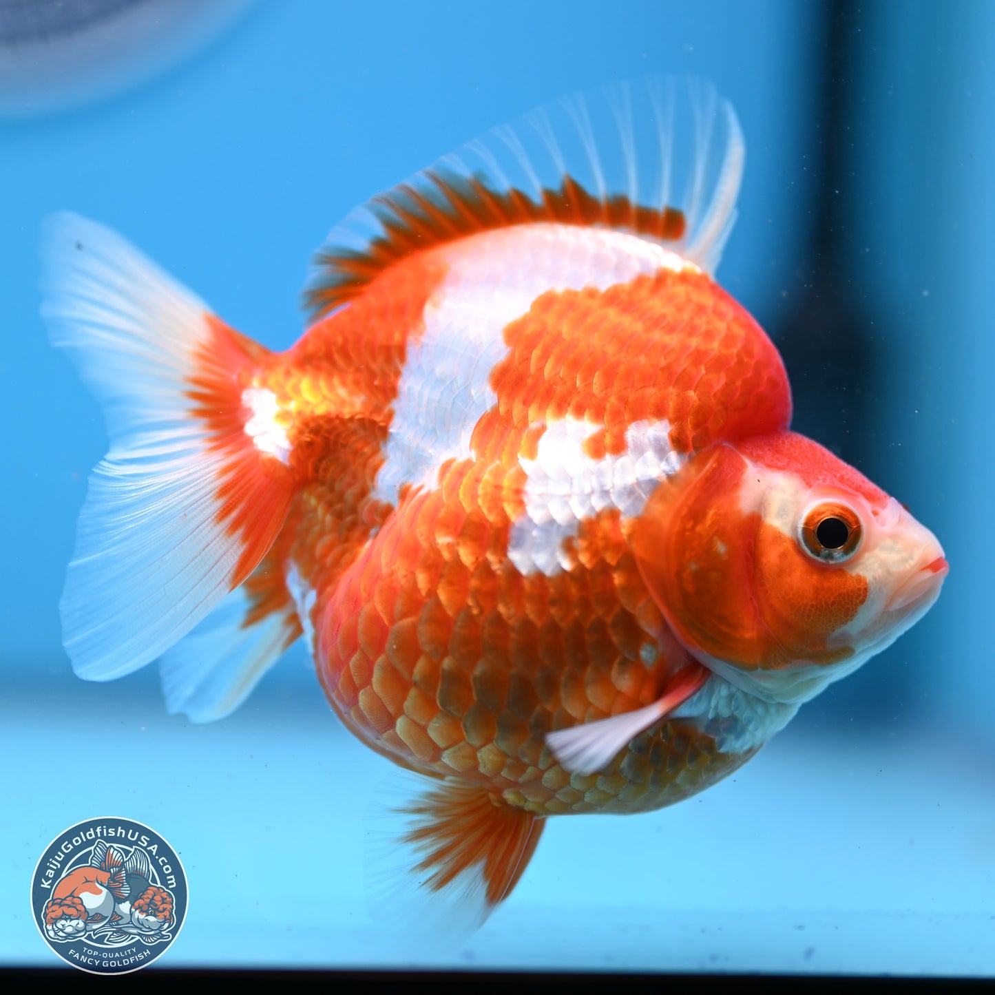 Red White Ryukin 3.5in Body (240823_RY03) - Kaiju Goldfish USA