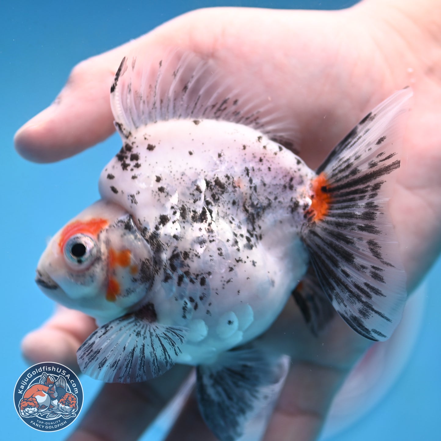 Calico Ryukin 3.5 inches Body - Female (250103_RY03) - Kaiju Goldfish USA