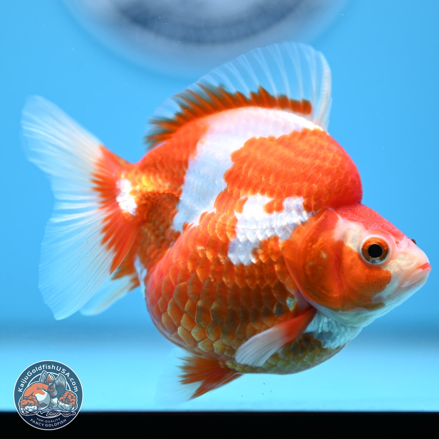 Red White Ryukin 3.5in Body (240823_RY03) - Kaiju Goldfish USA