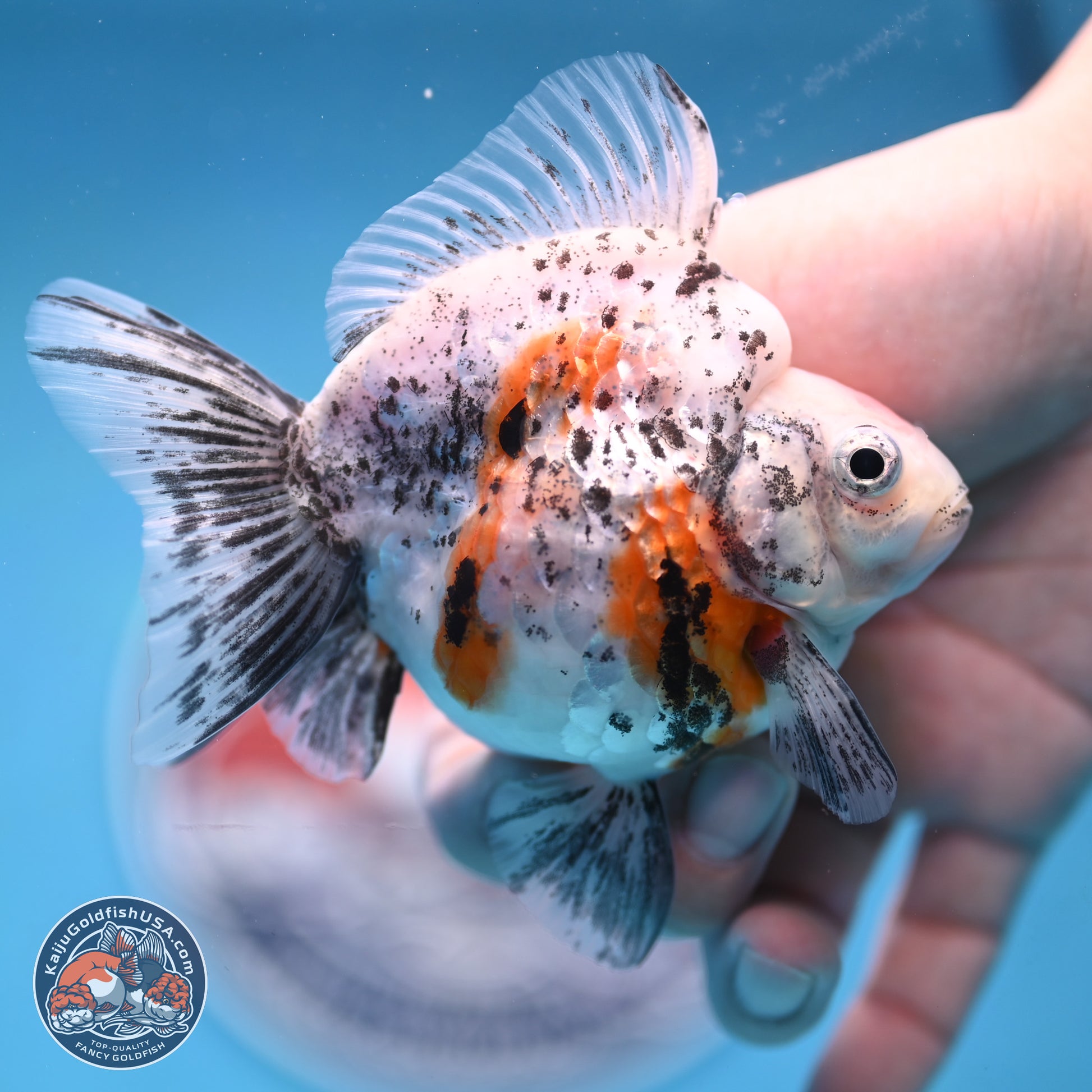 Calico Ryukin 3.5 inches Body - Female (250103_RY03) - Kaiju Goldfish USA