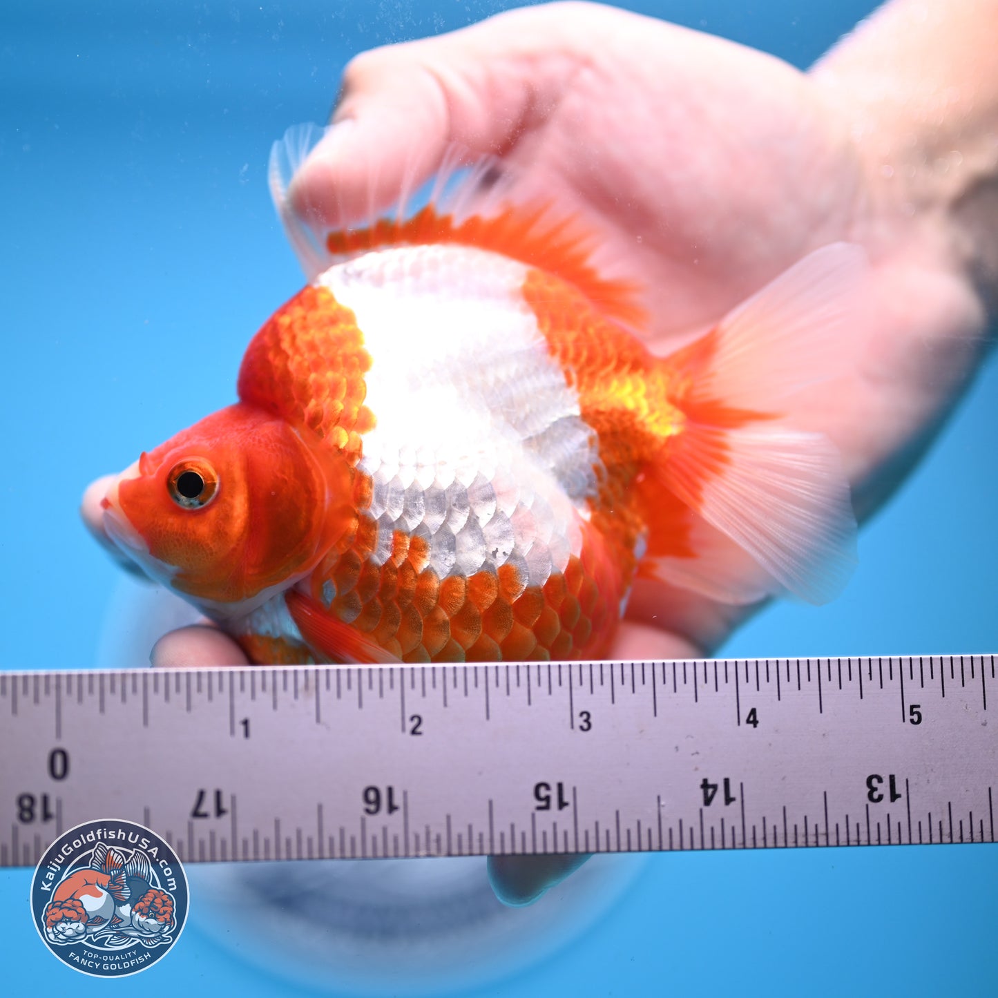 Red White Ryukin 3.5in Body (240823_RY03) - Kaiju Goldfish USA